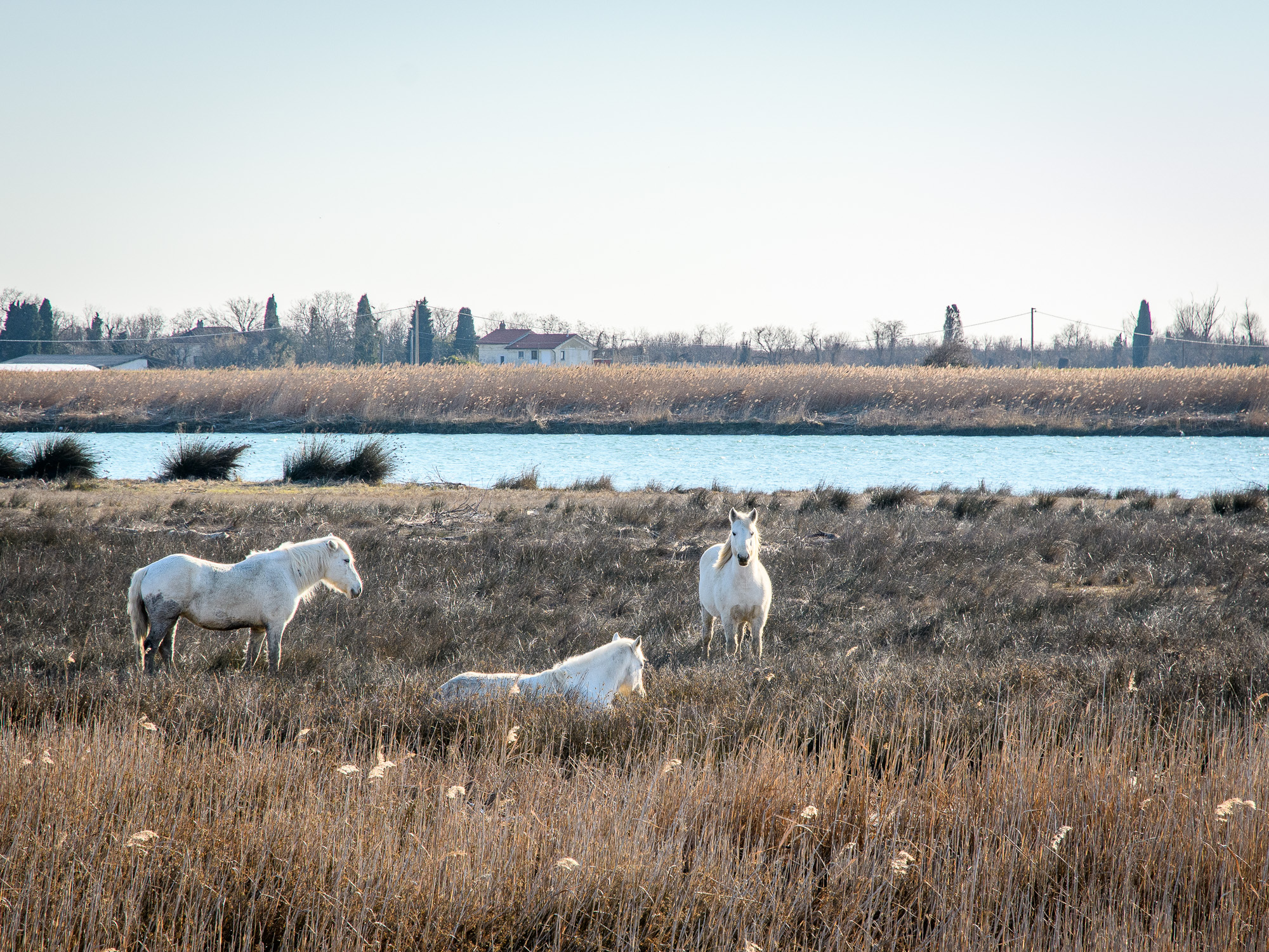 cavallo Camargue