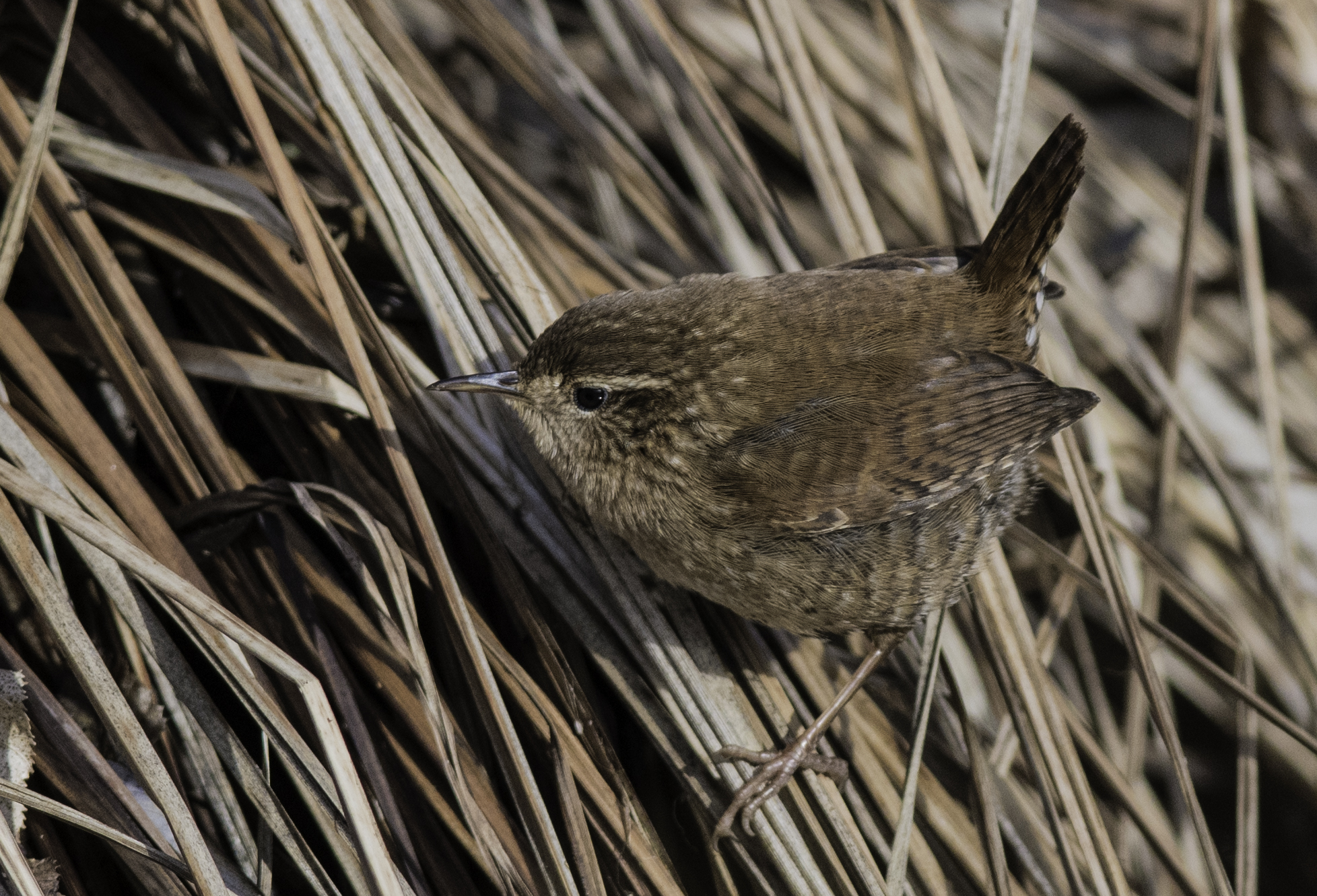 scricciolo (isola della Cona )