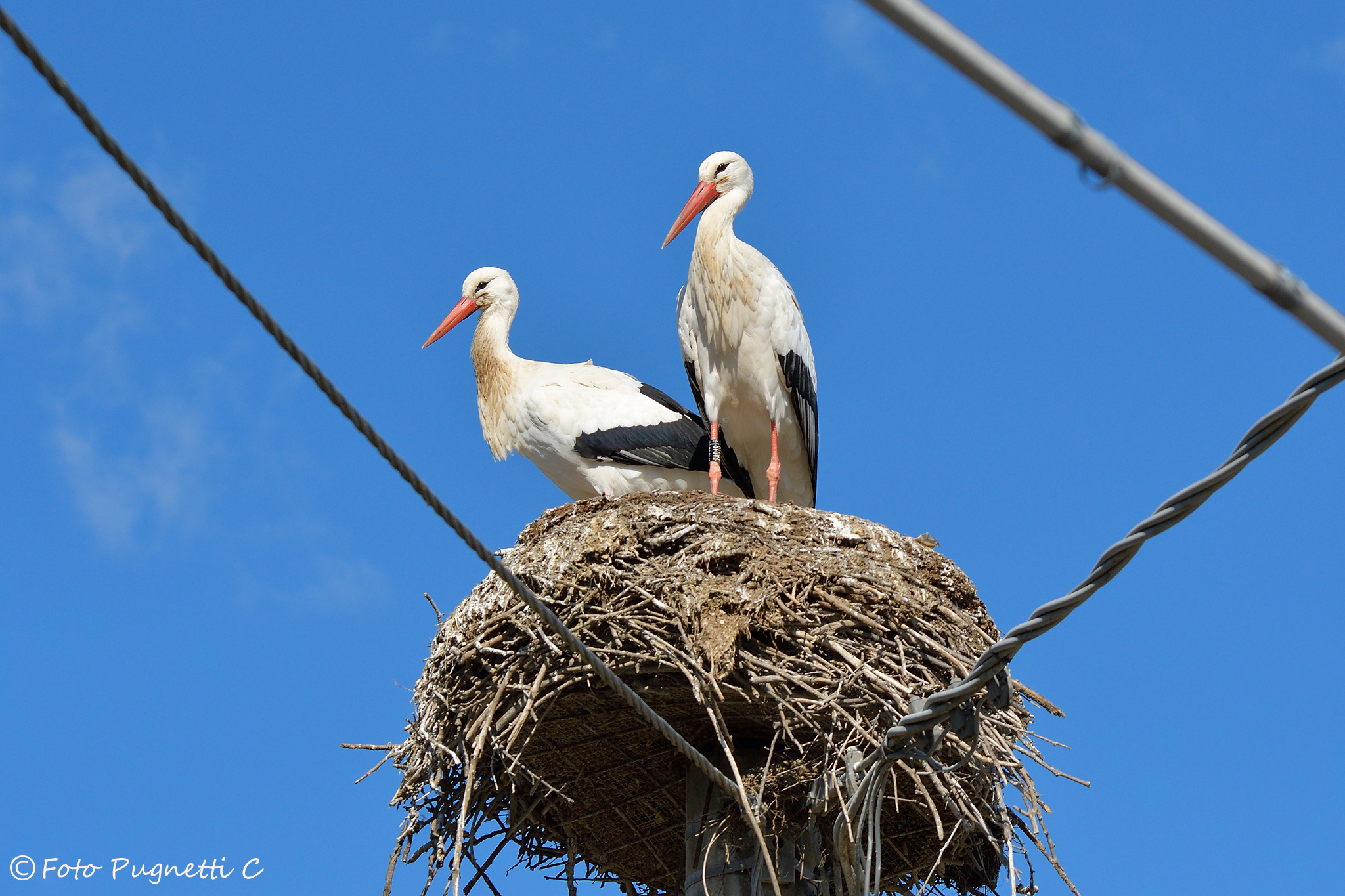 Storks