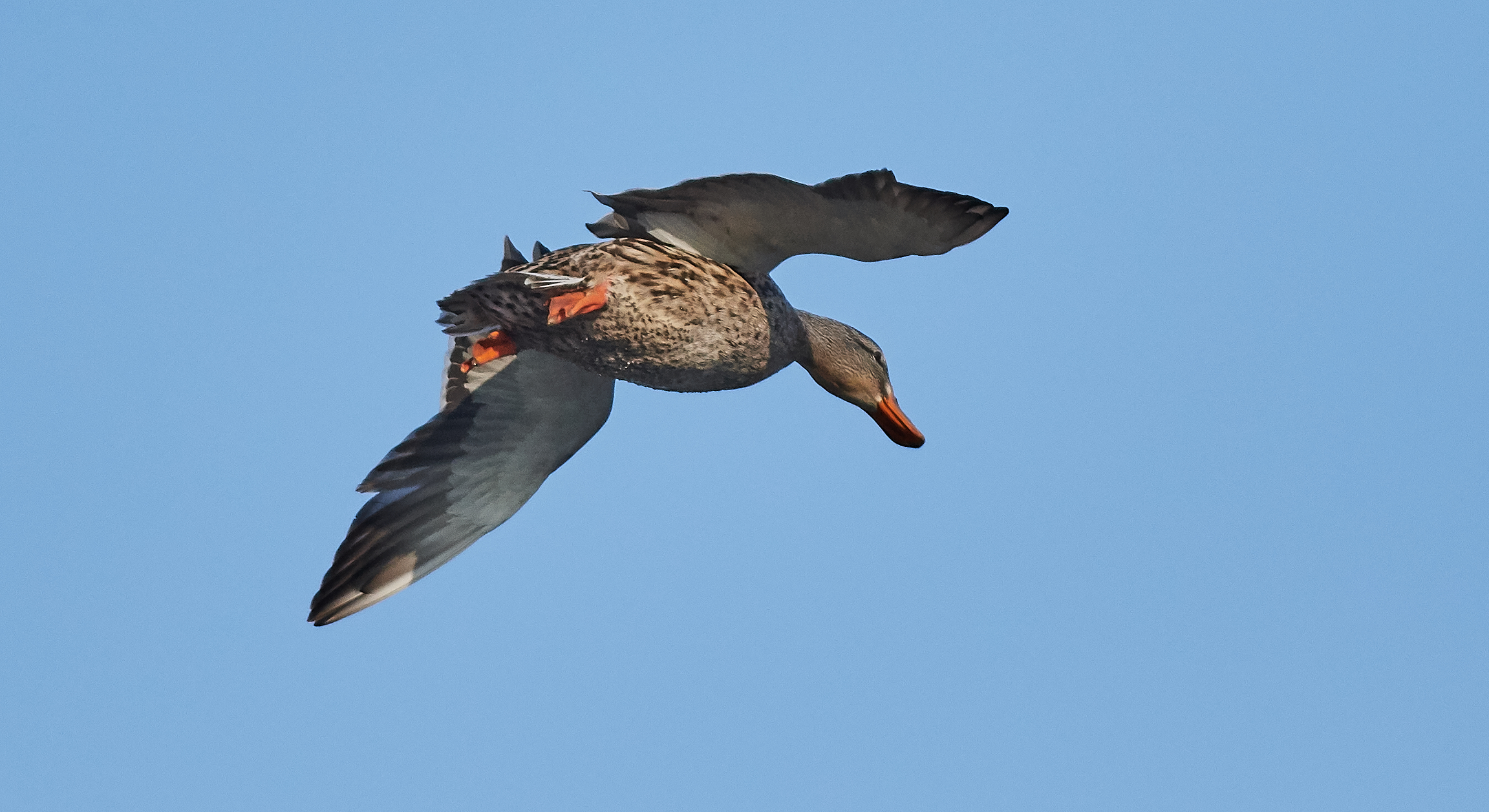 anitra selvatica (Zinola -sv)