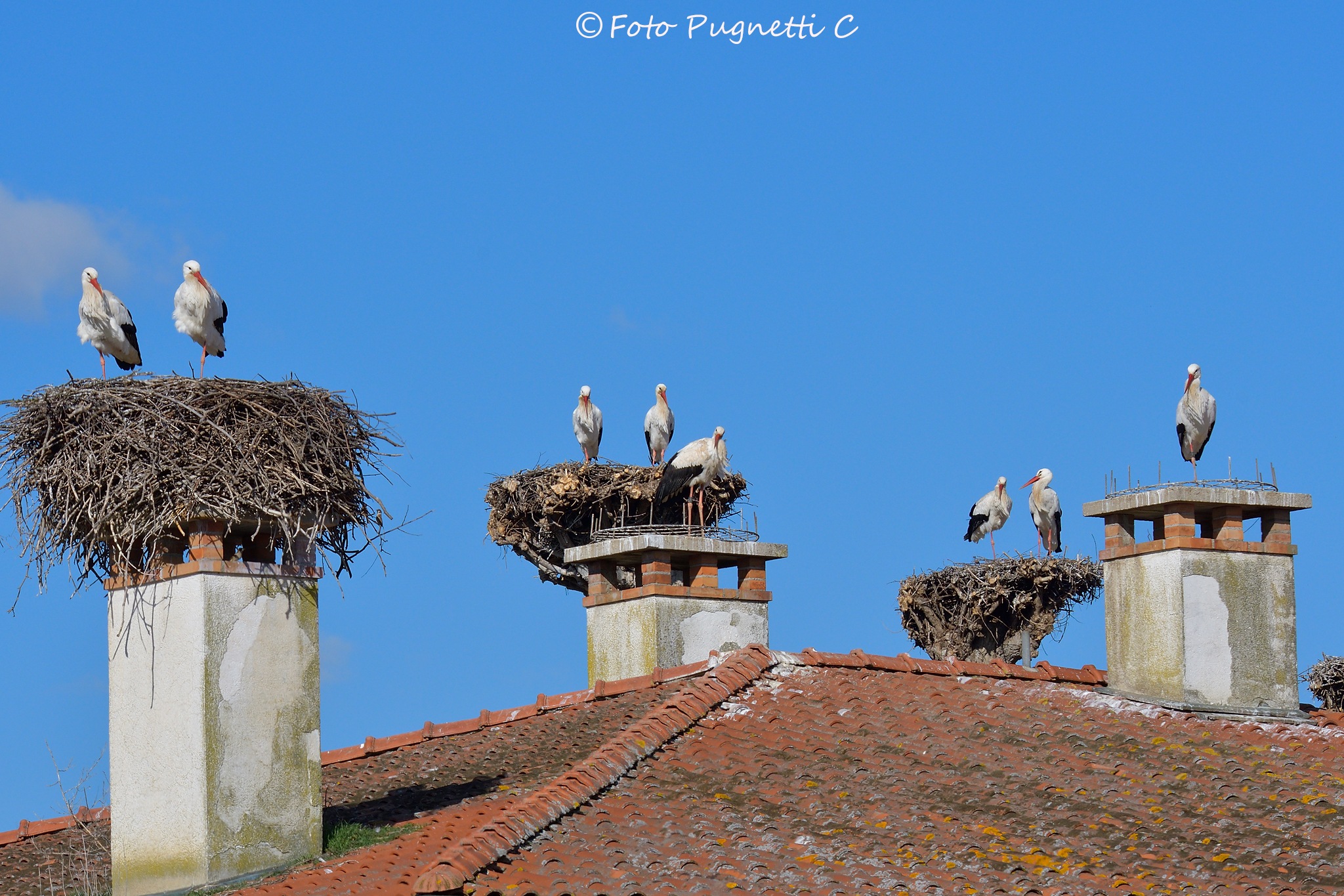 Storks