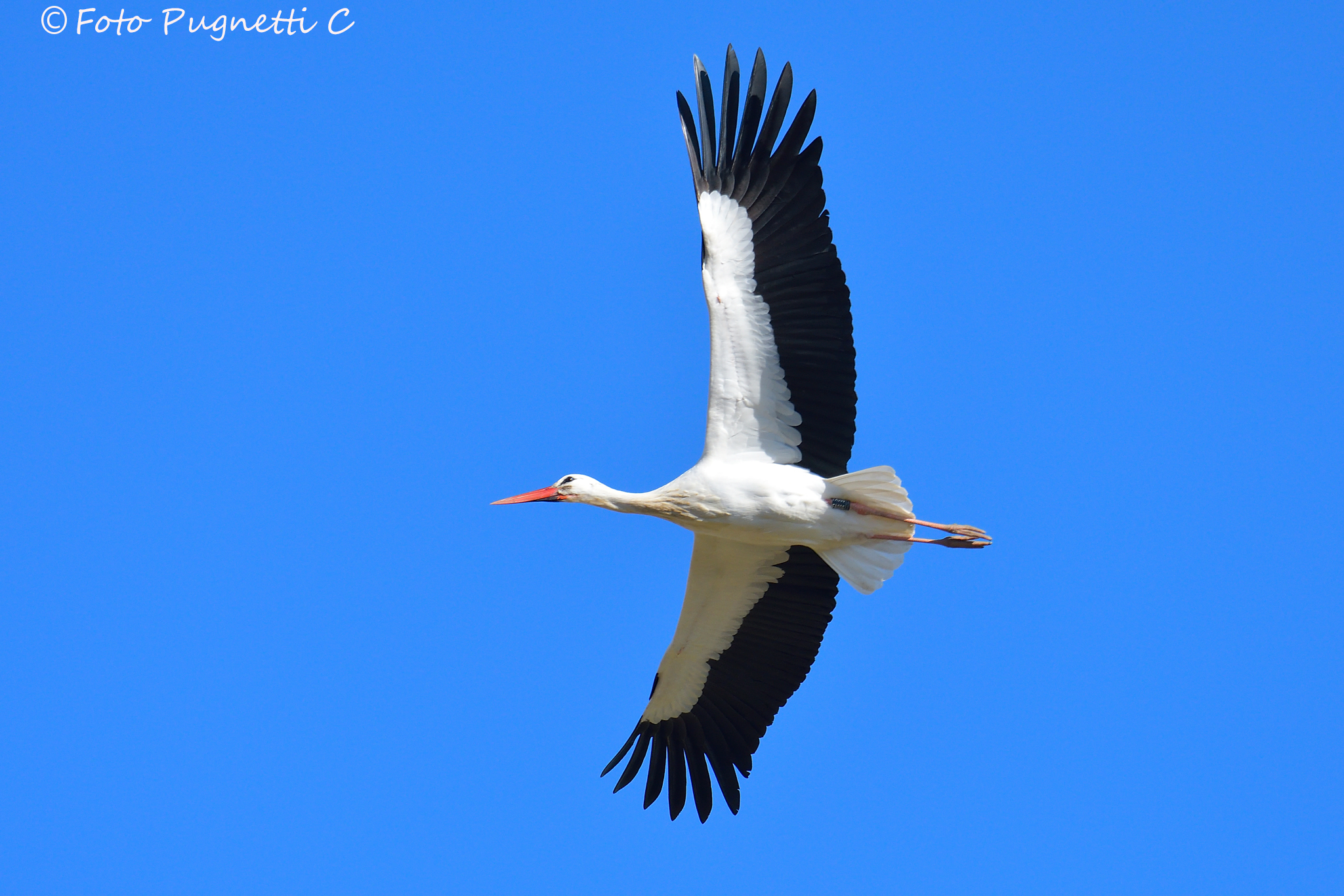 Flying Stork