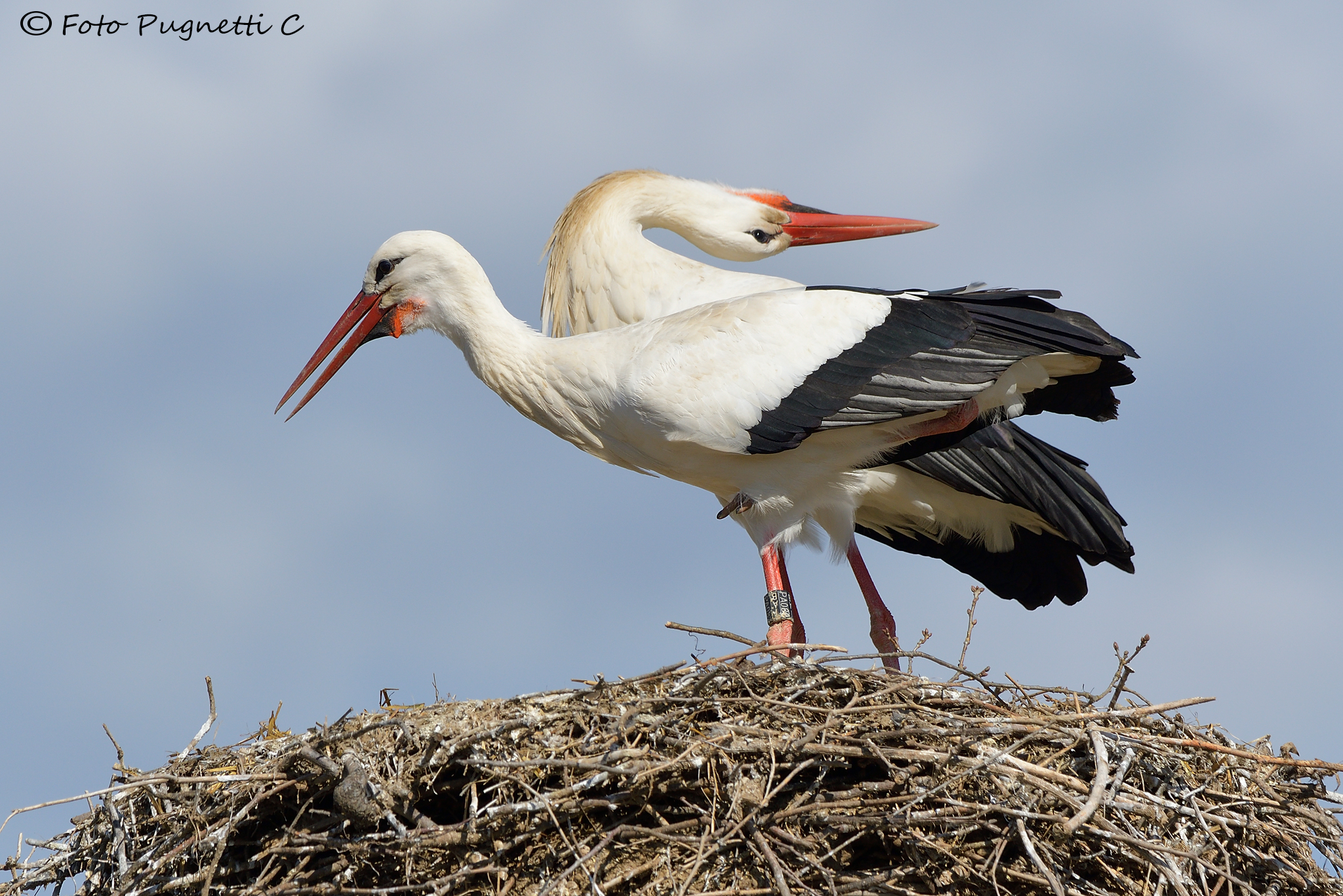 Storks