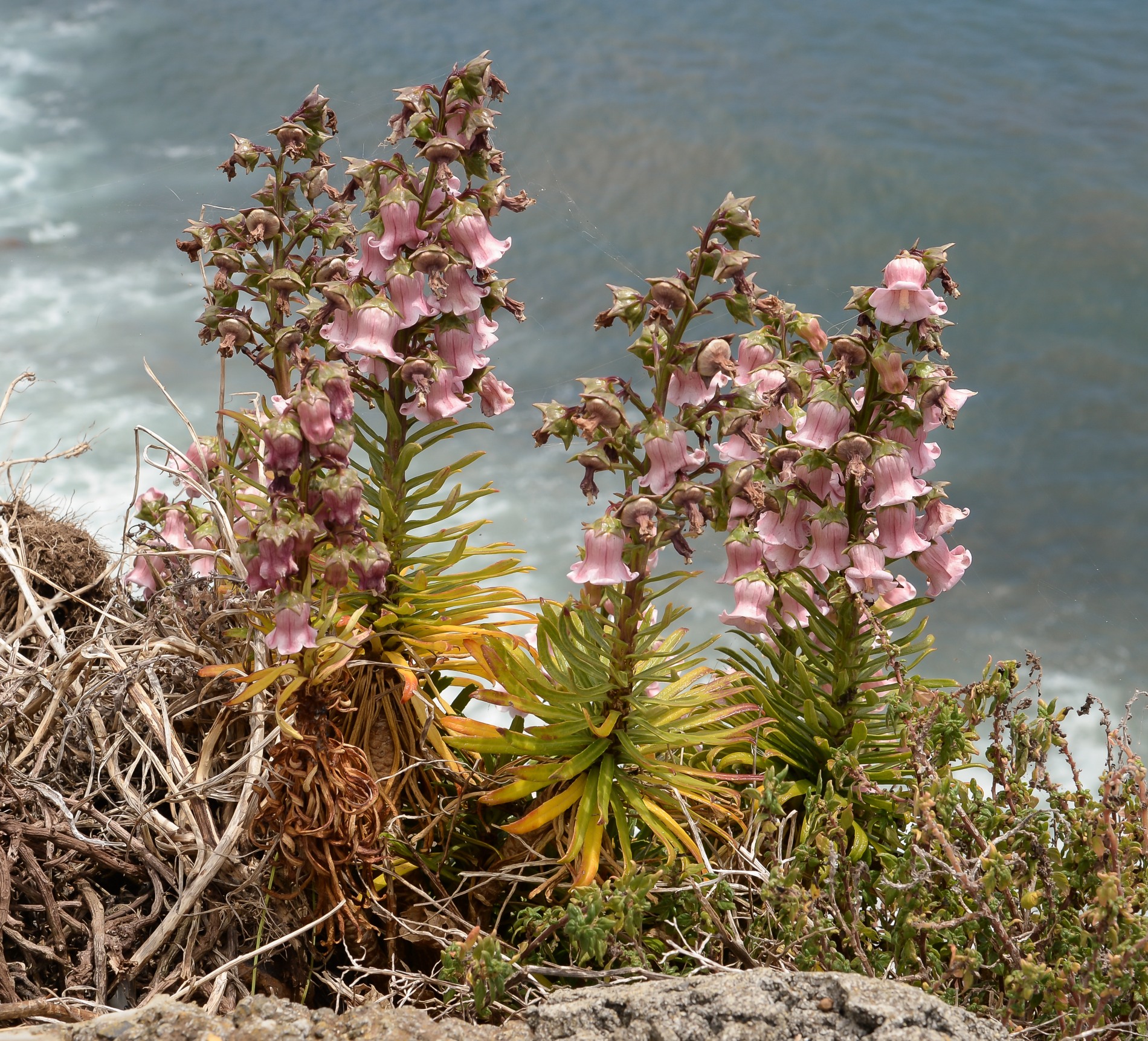 Bell flowers. Corvo Island, Acores
