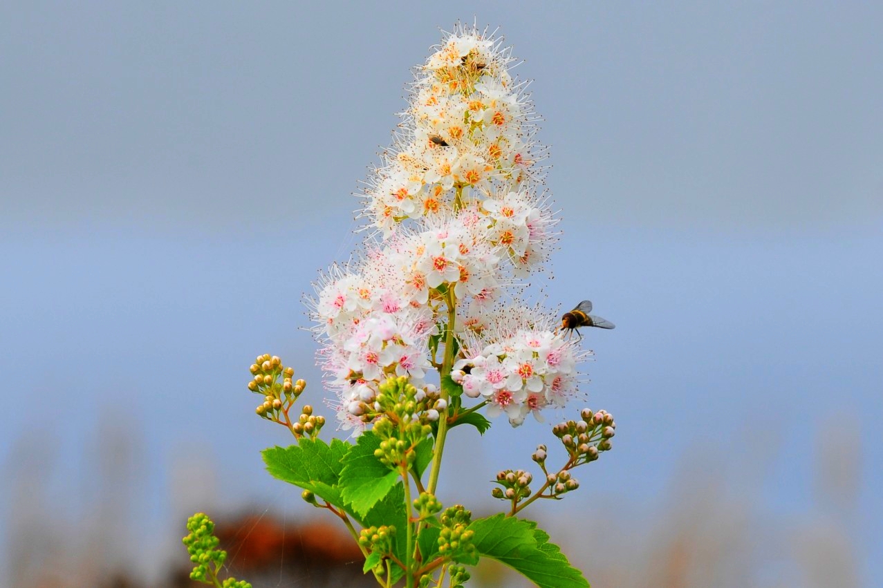 Acadia National Park