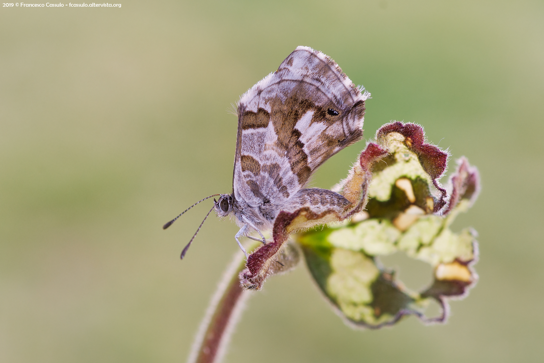 Cacyreus marshalli Butler, 1897
