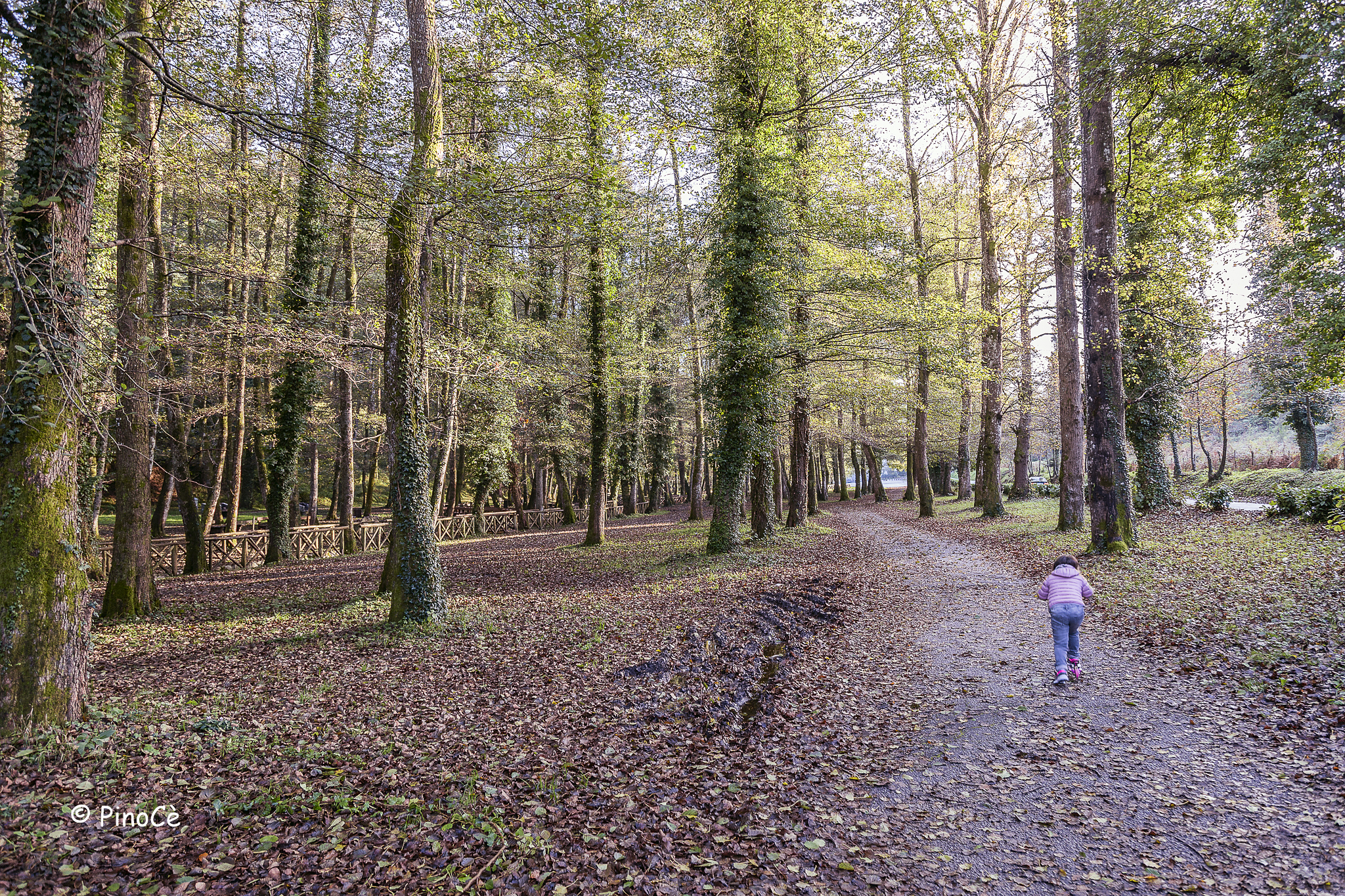 Monopattinando nel bosco.