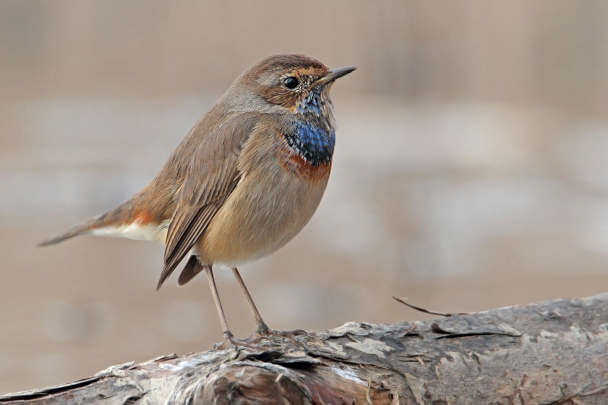 Bluethroat