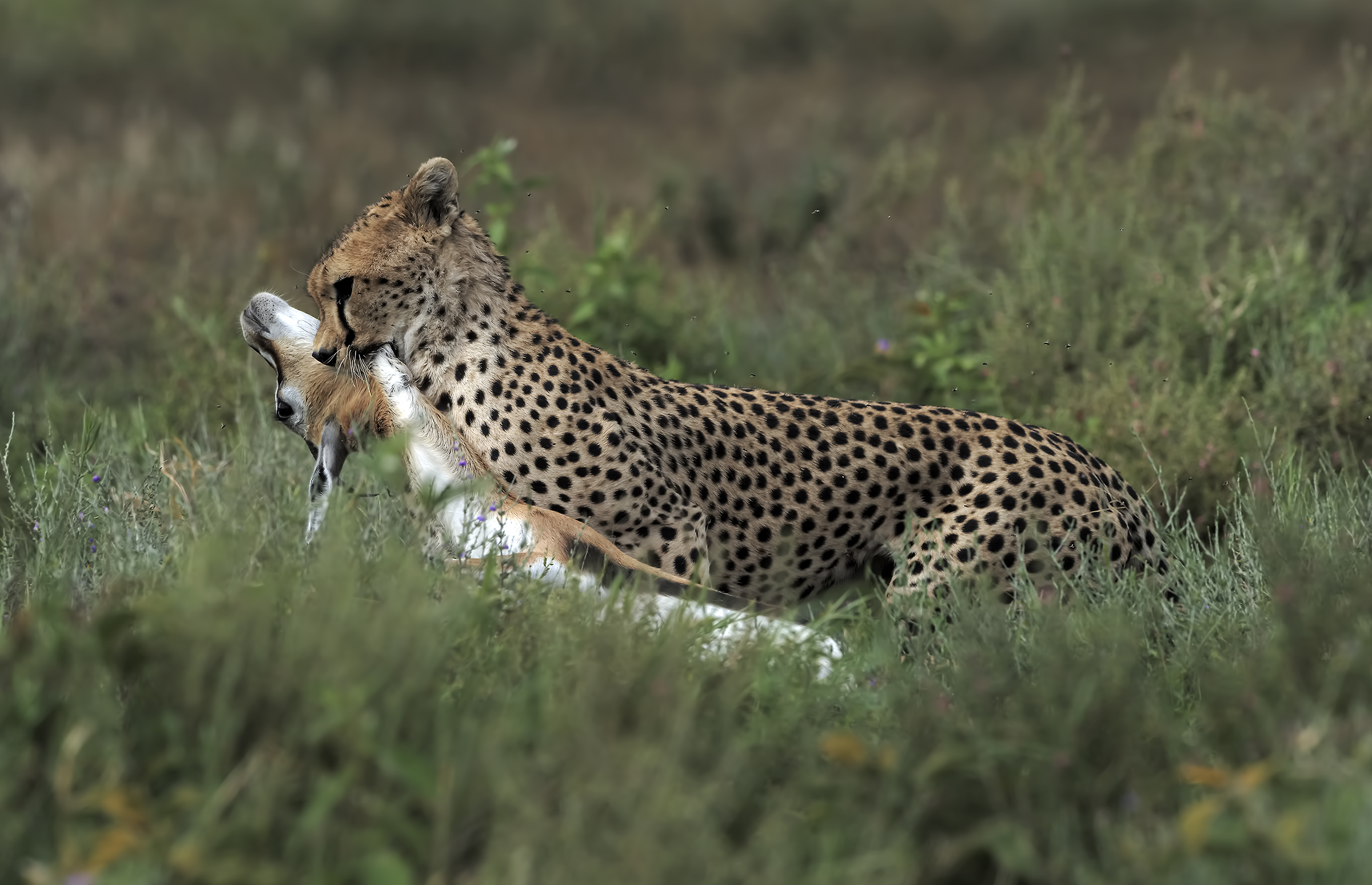 Ghepardo con preda - Serengeti