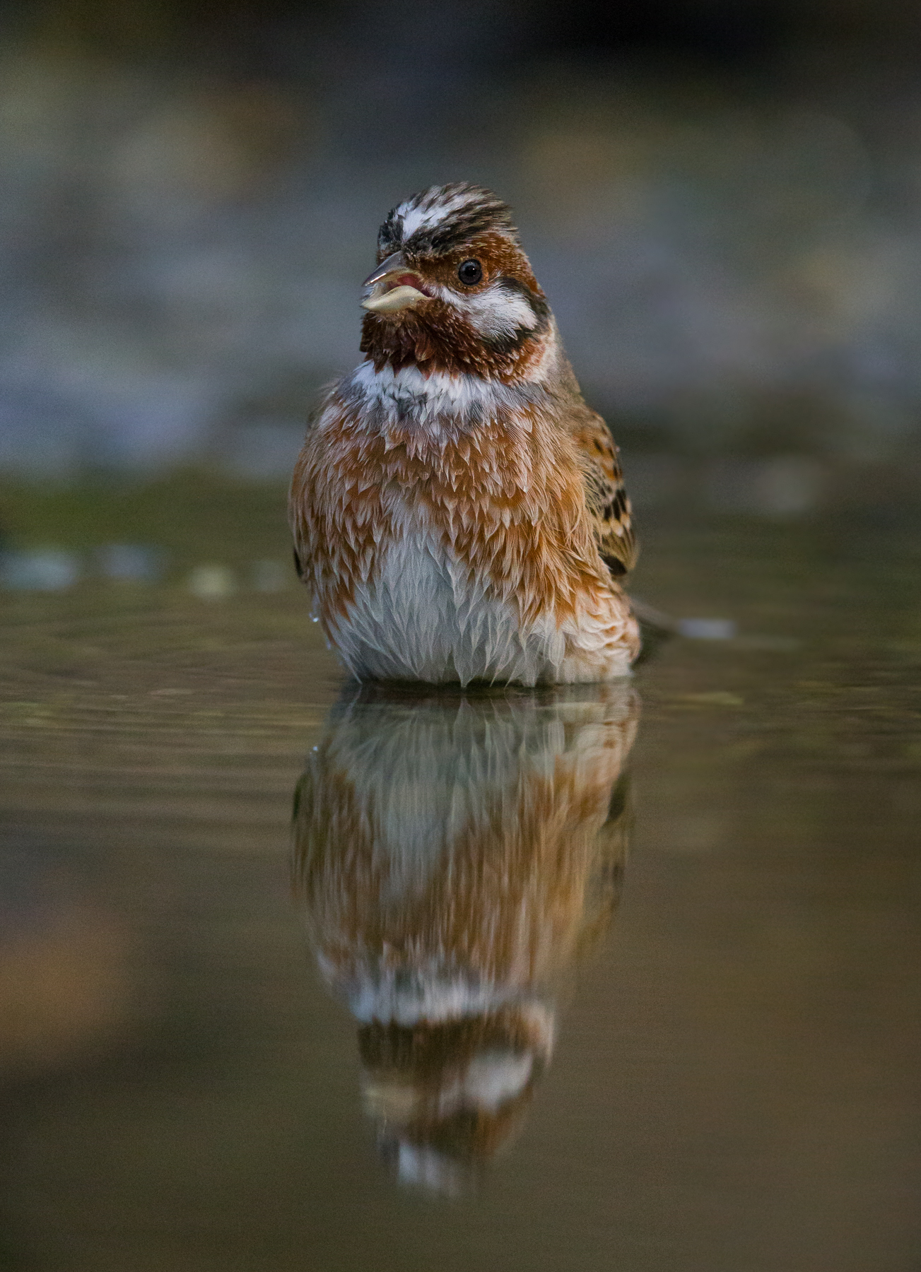 non un Migliarino di Palude ma uno Zigolo Golarossa