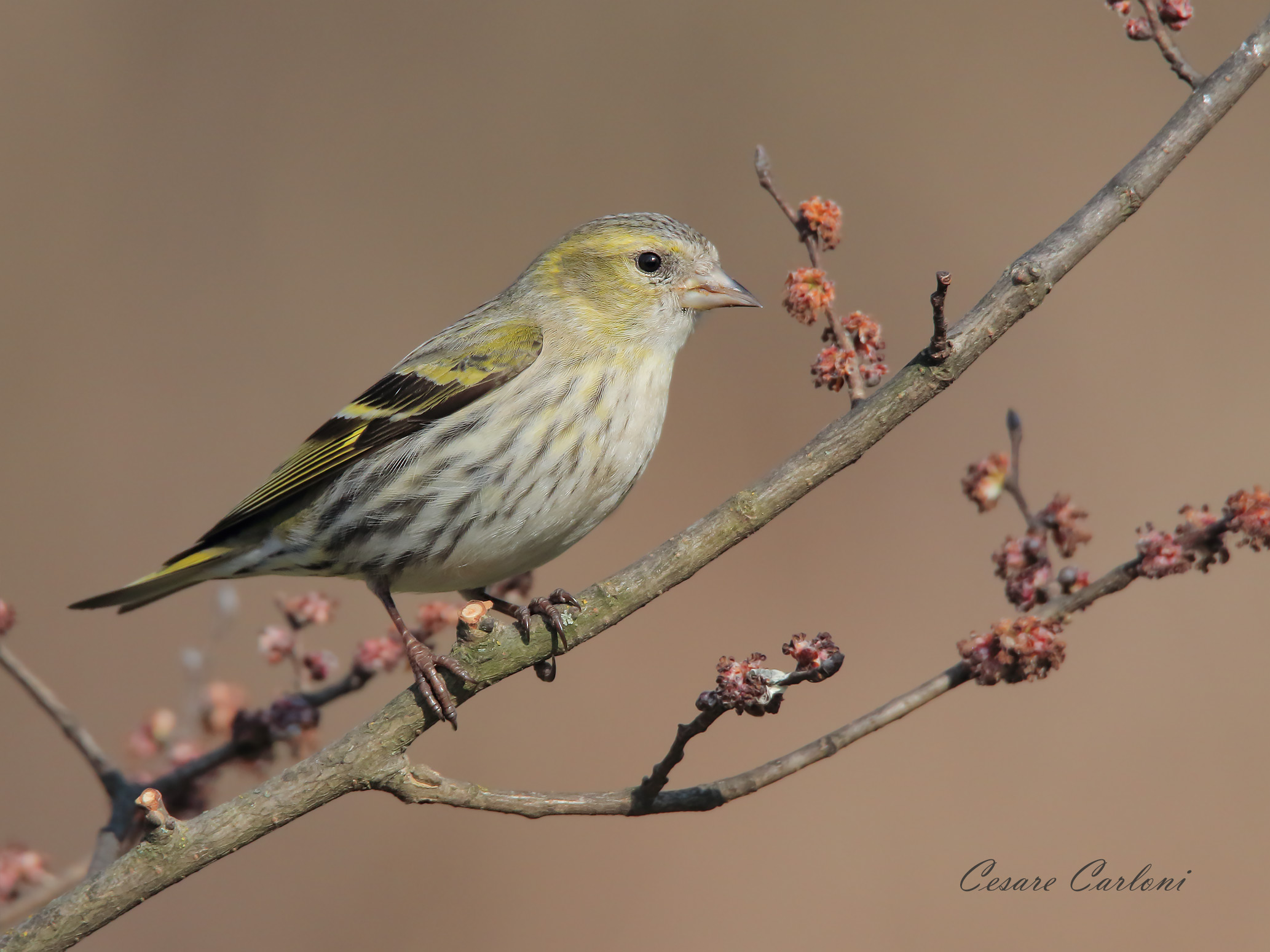 Siskin (Carduelis spinus)