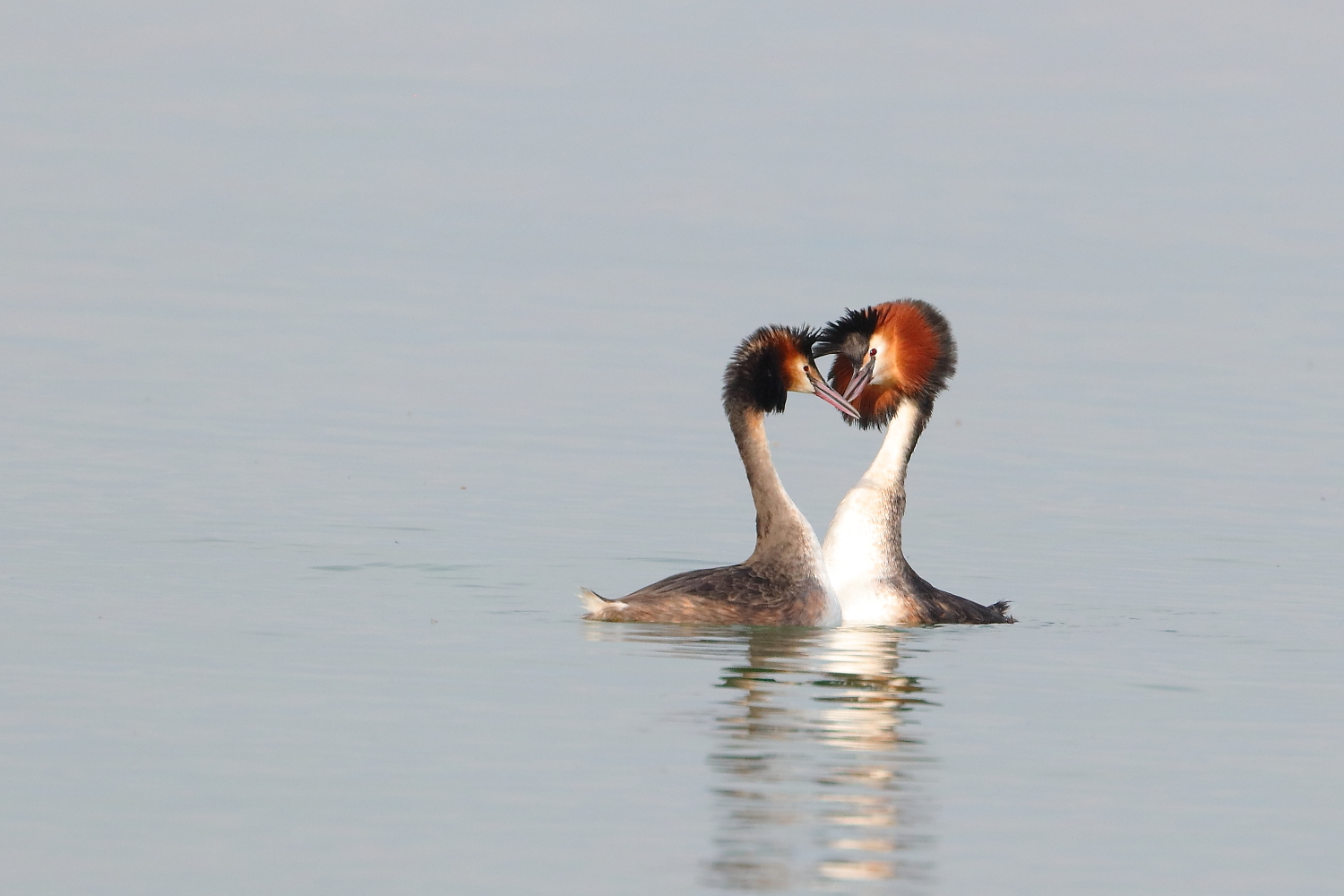 Grebes