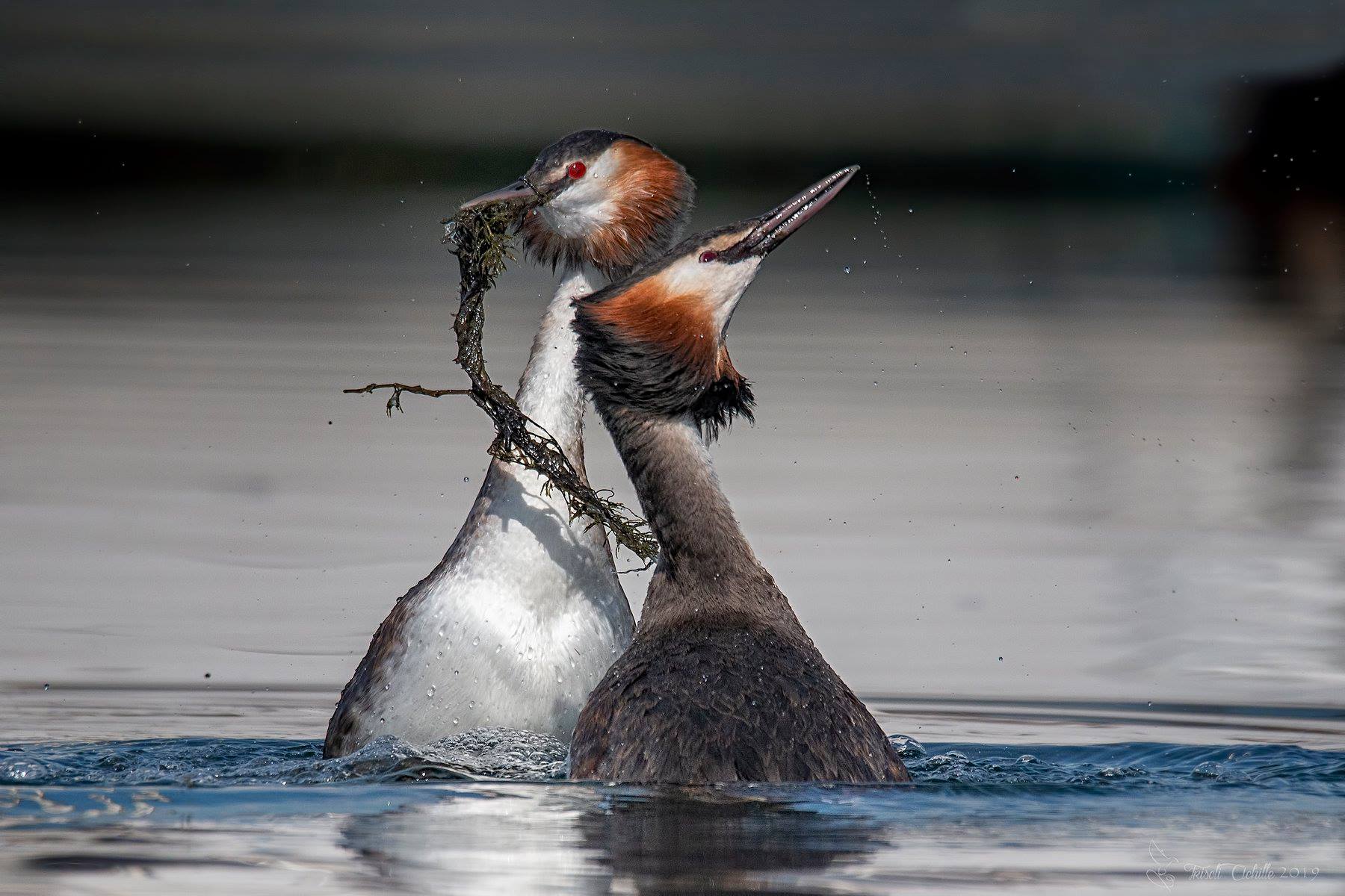 Il corteggiamento degli svassi