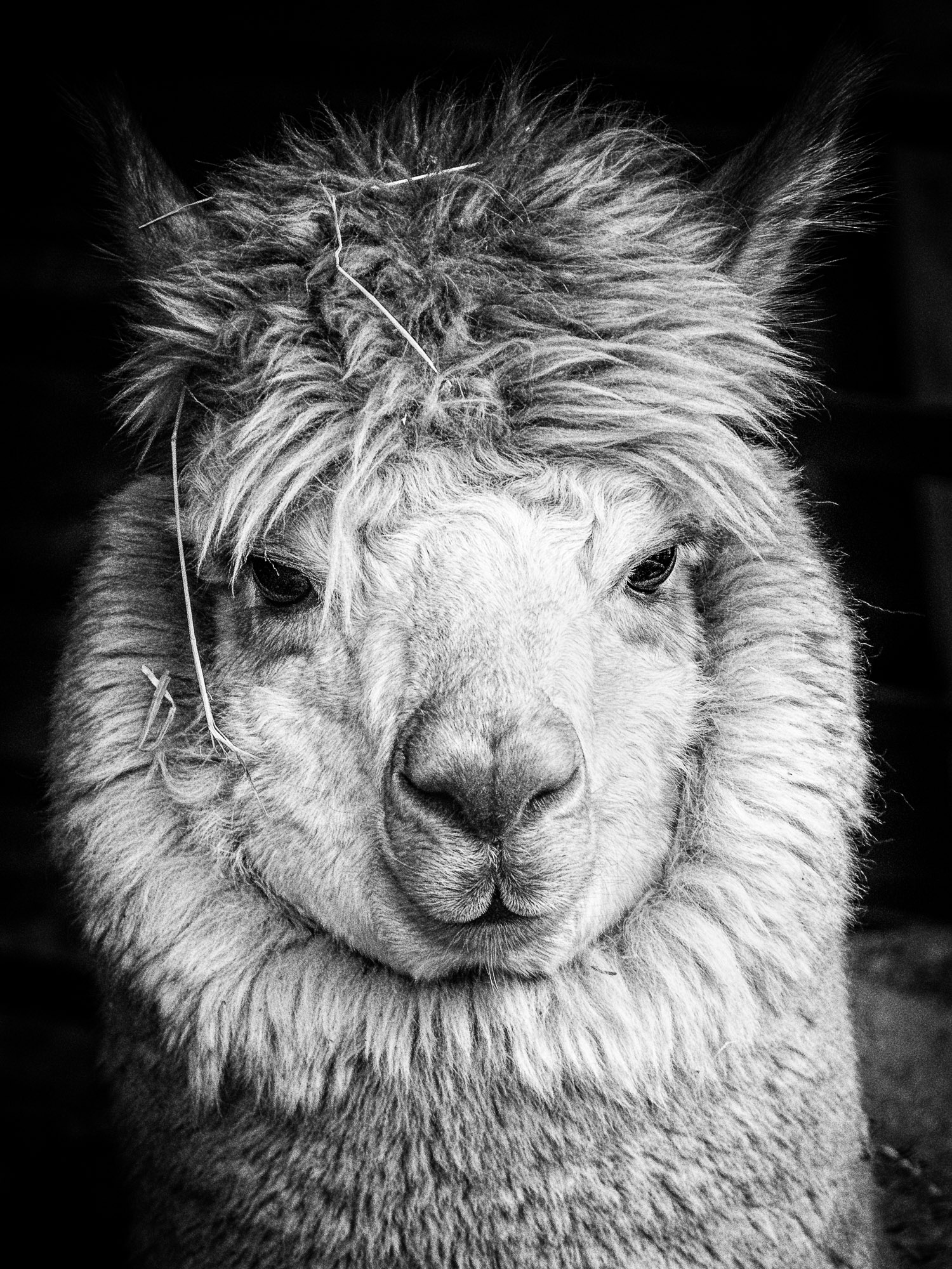 Portrait Of An Alpaca