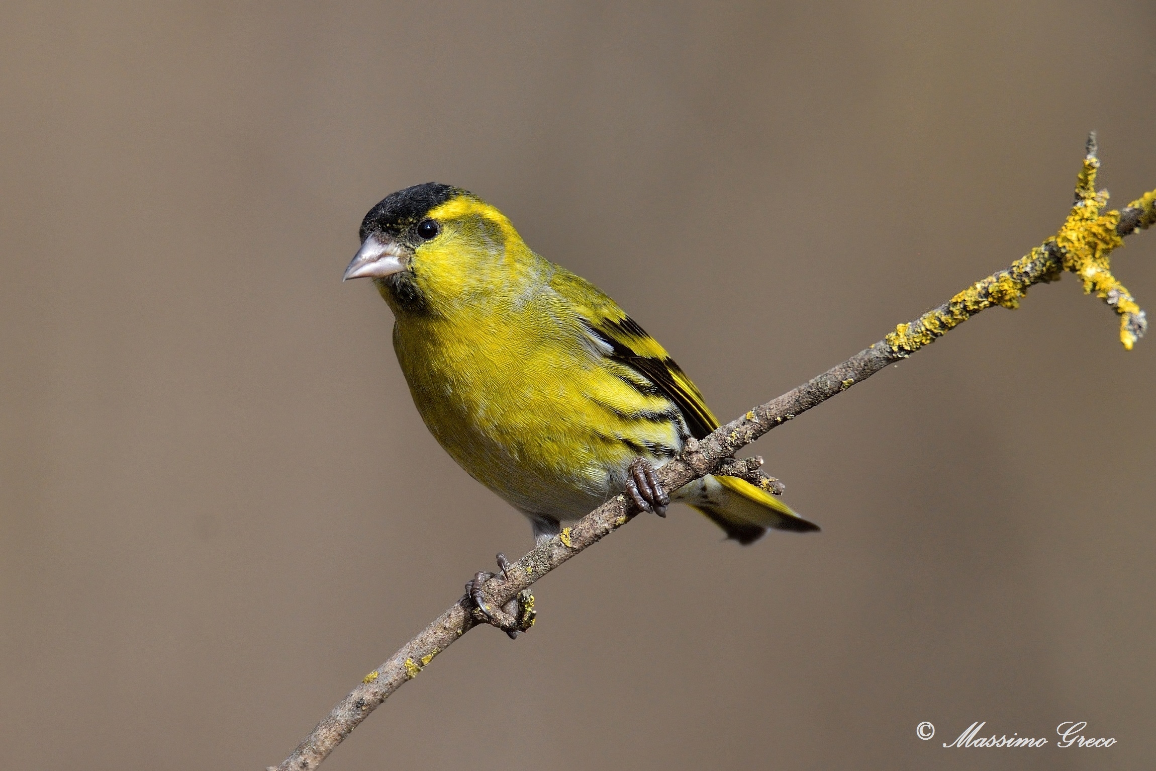 Lucherion (Carduelis spinus)