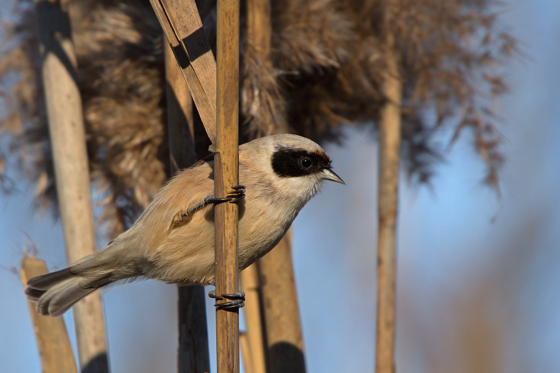 European Pendolino (Remiz pendulinus)