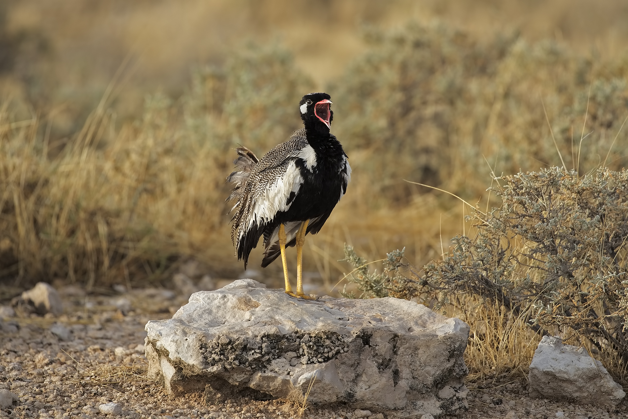 Il canto dell'otarda