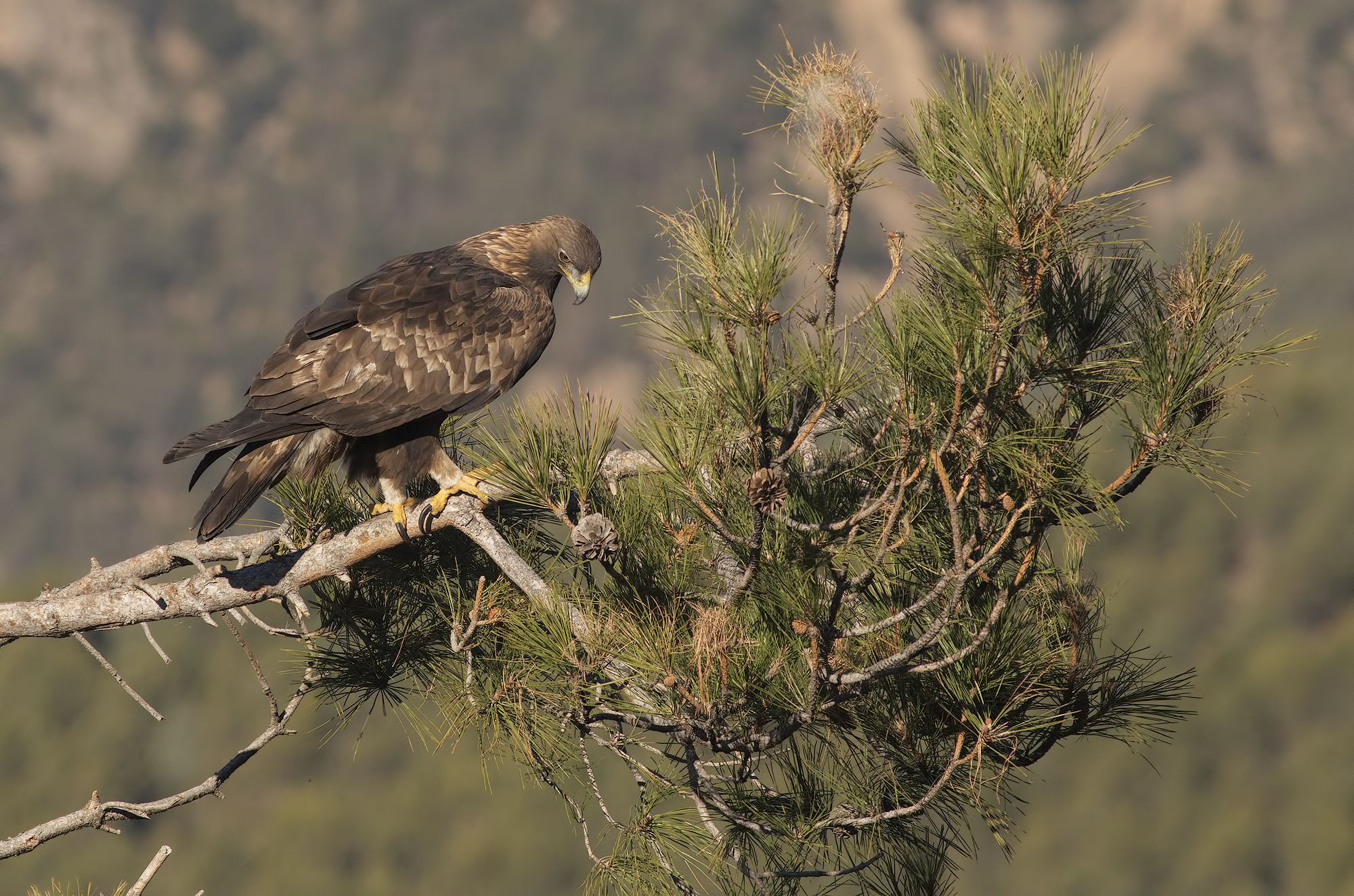 Aquila Pyrenees 2018