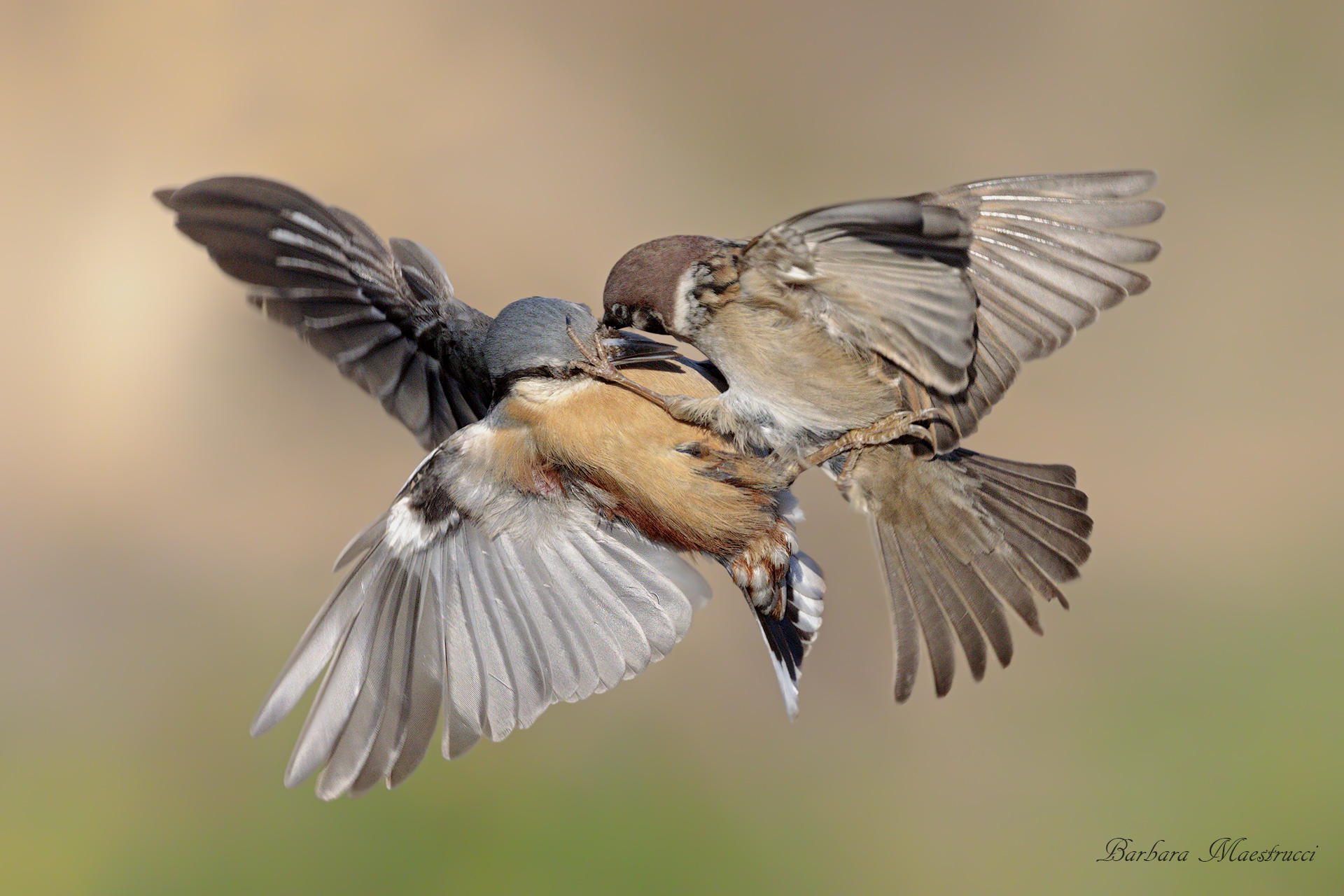 Ti cavo gli occhi!!!!!