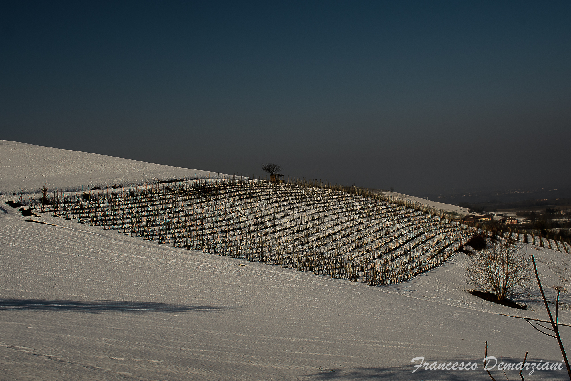 Vigna a Dogliani (cn)