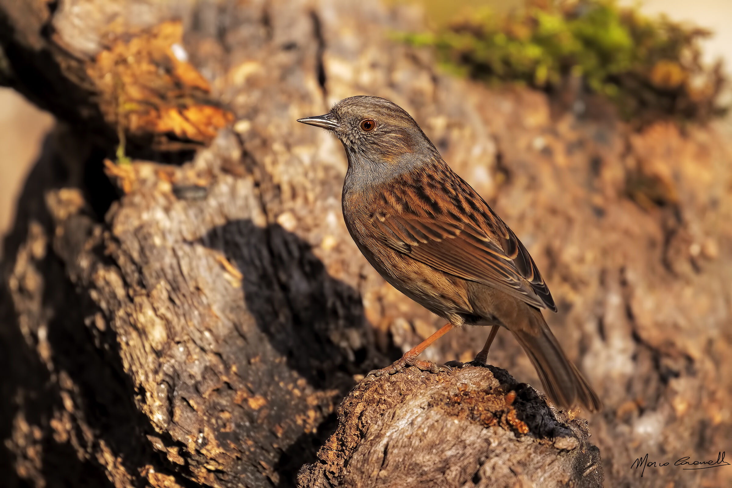 Passera Dunnock