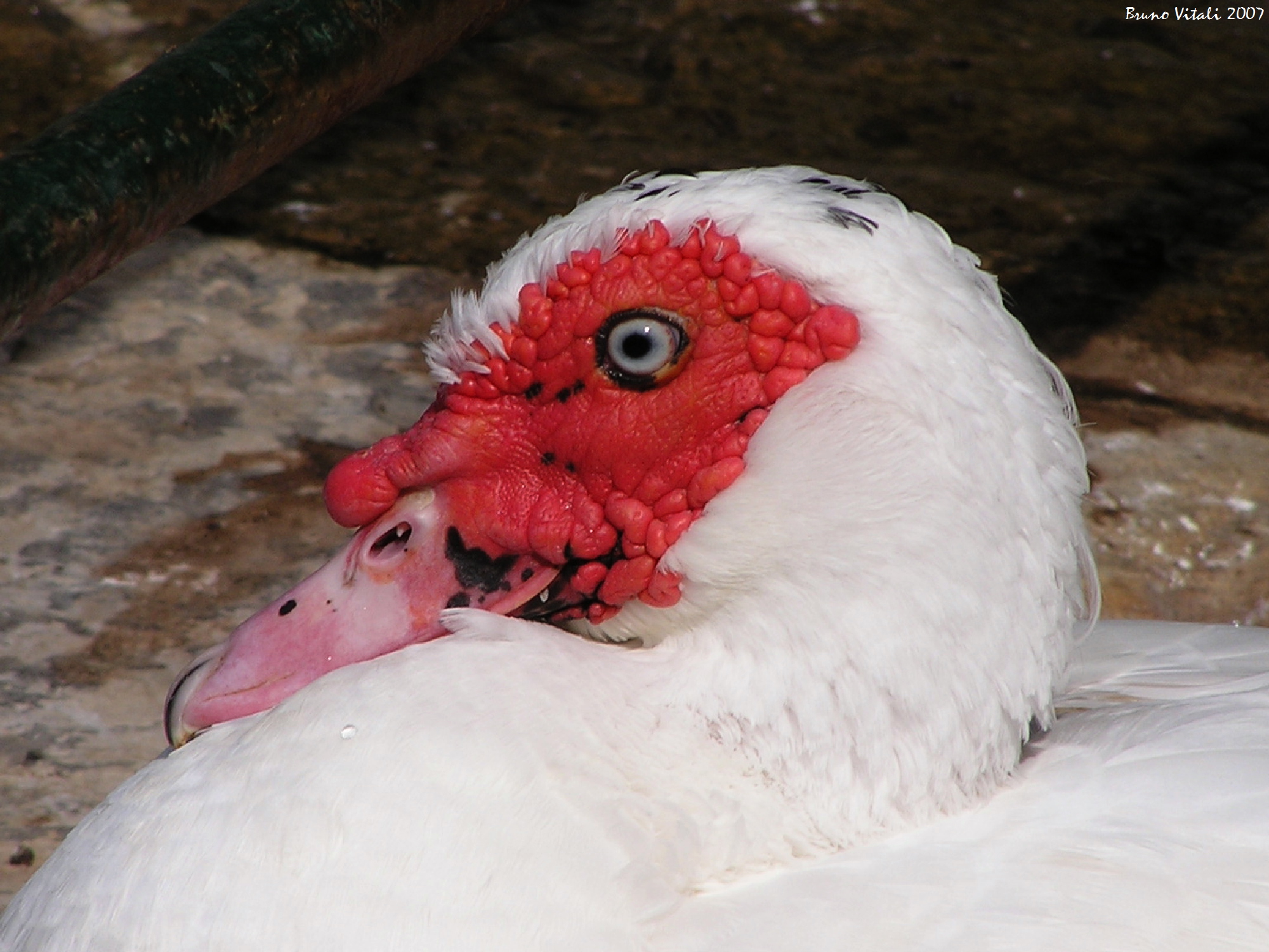 Anatra muta a portofino