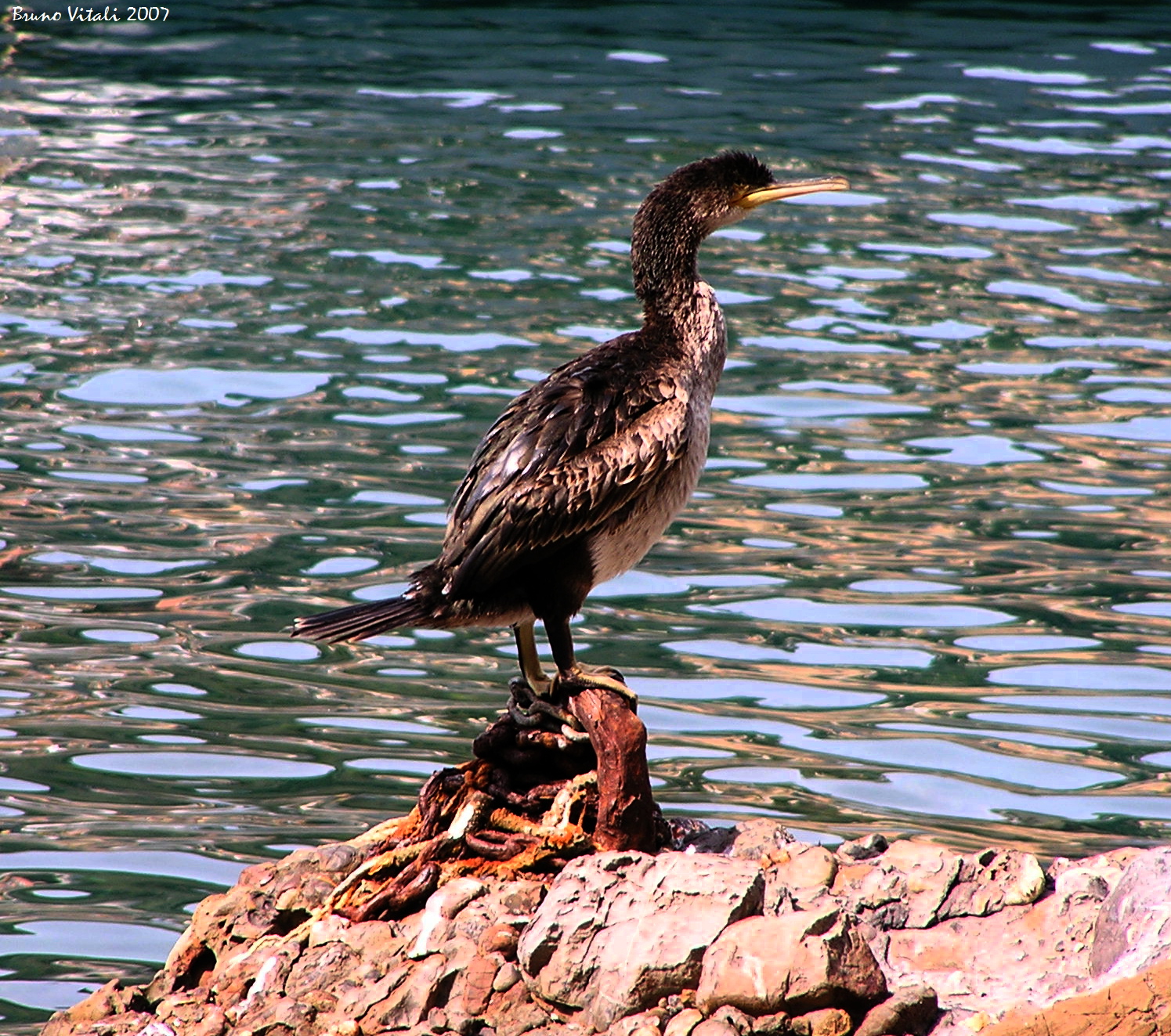 Marangone a Portofino