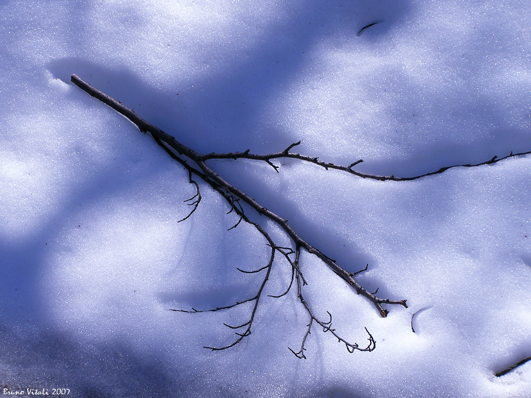 Monte Penna Ramo nella neve