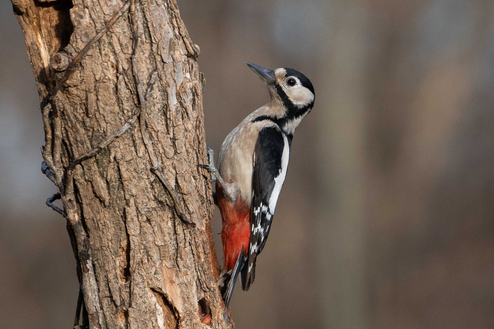 Woodpecker