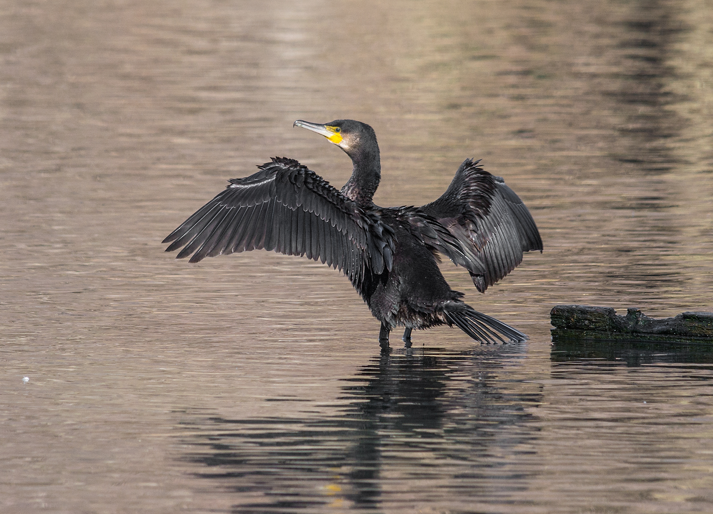 cormorano