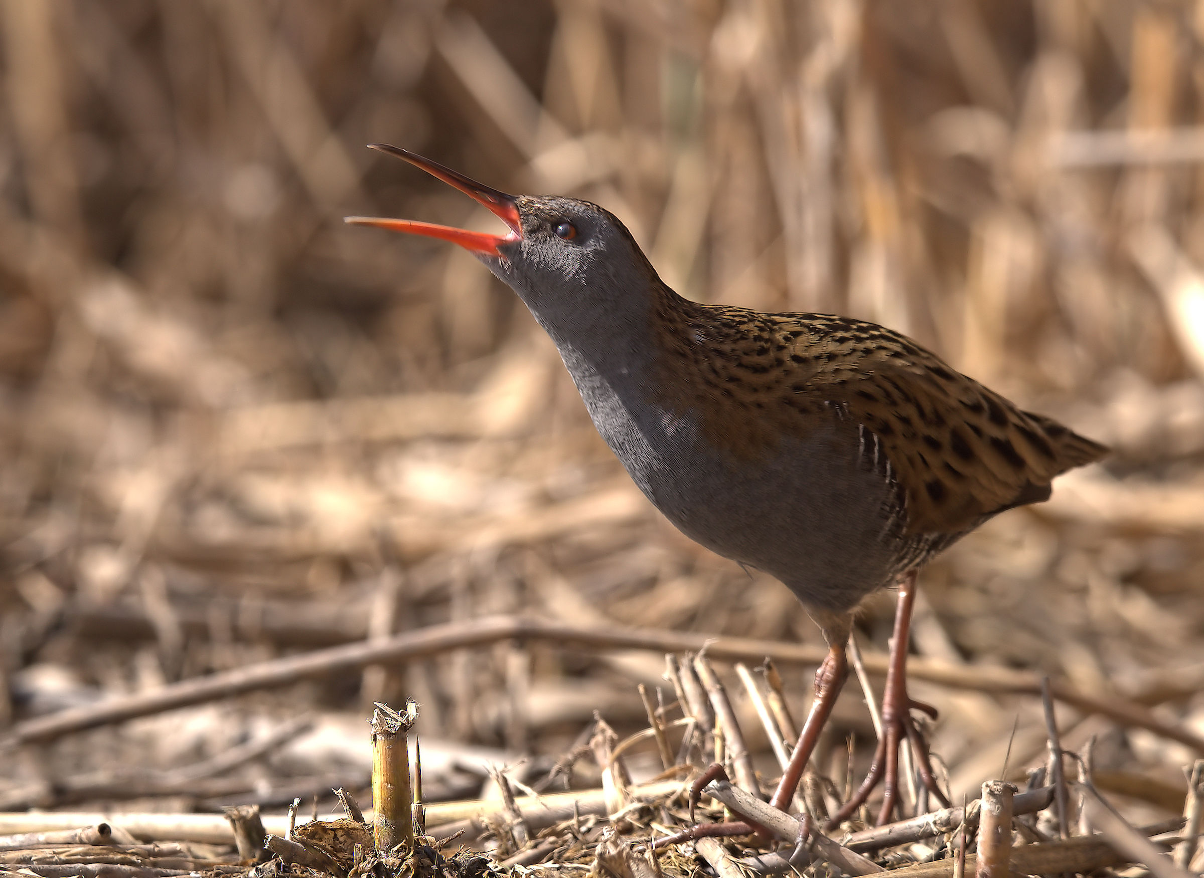 Water Rail