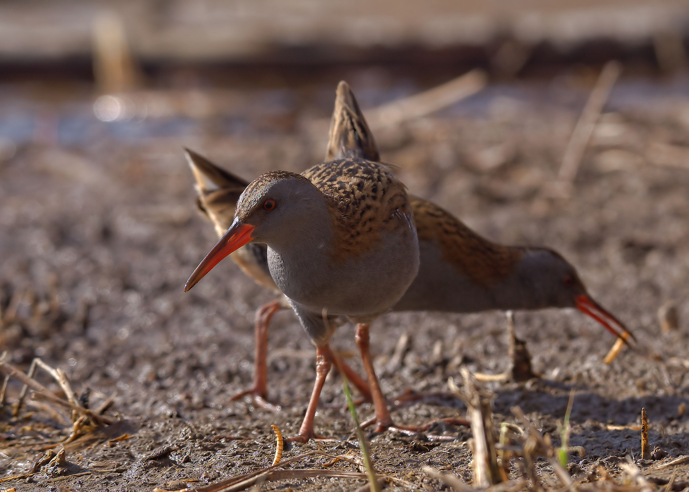 Water Rail