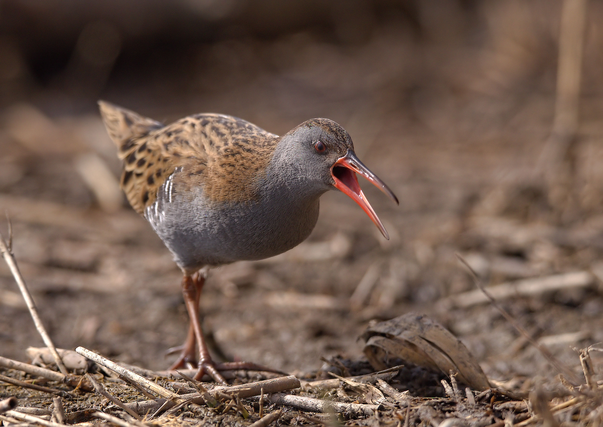Water Rail
