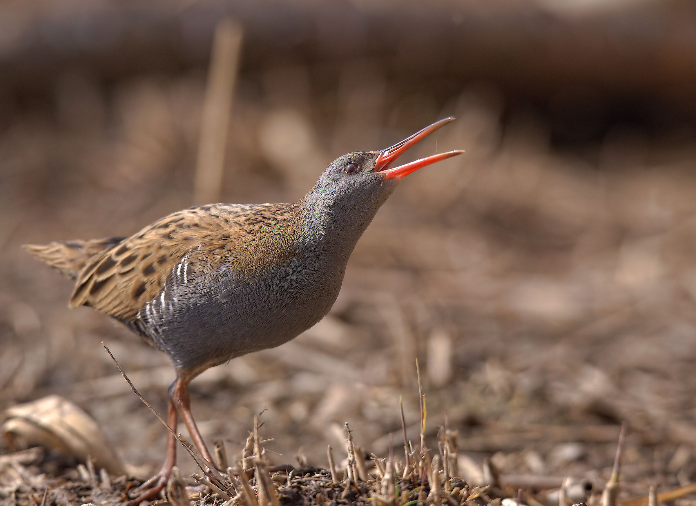 Water Rail