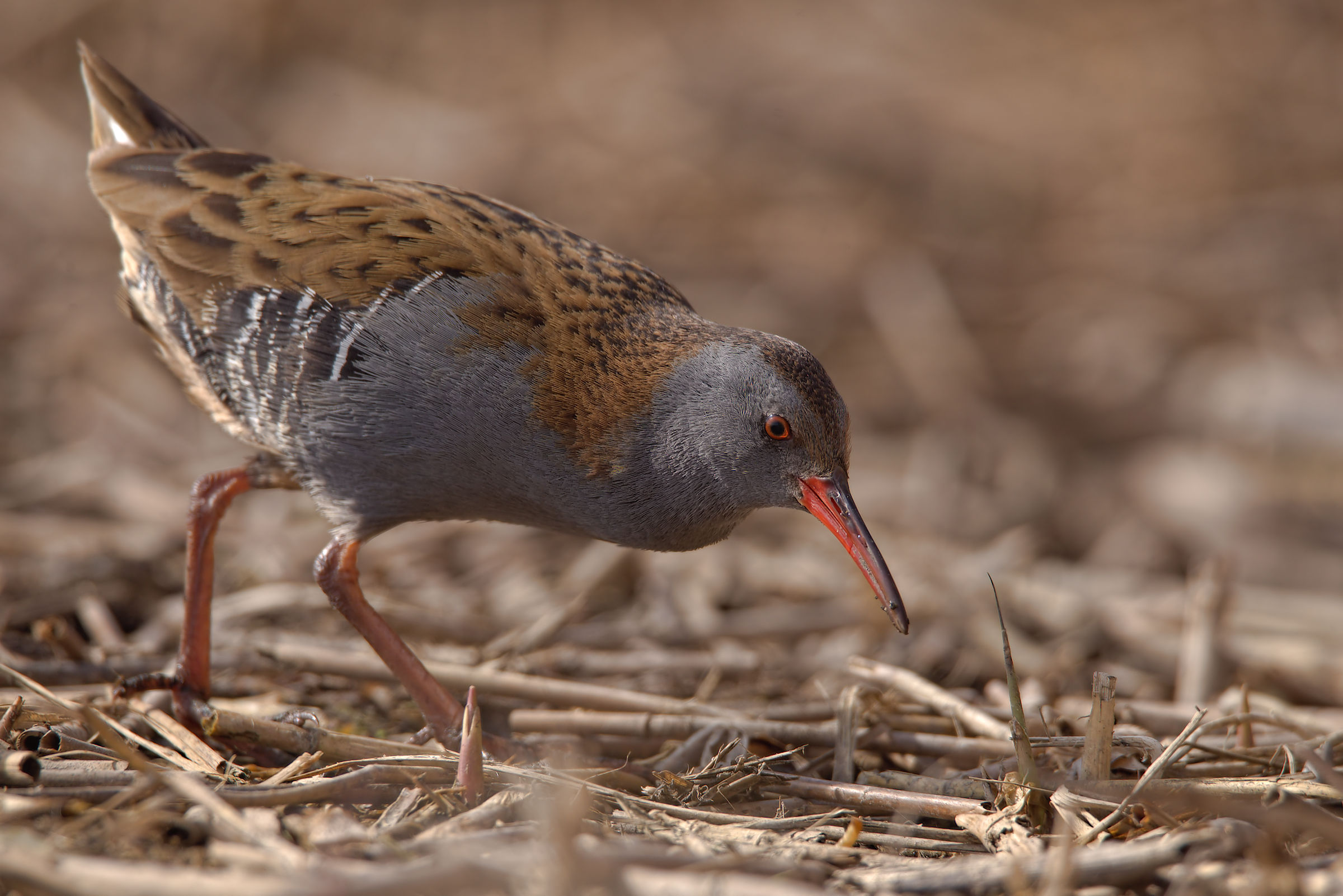 Water Rail