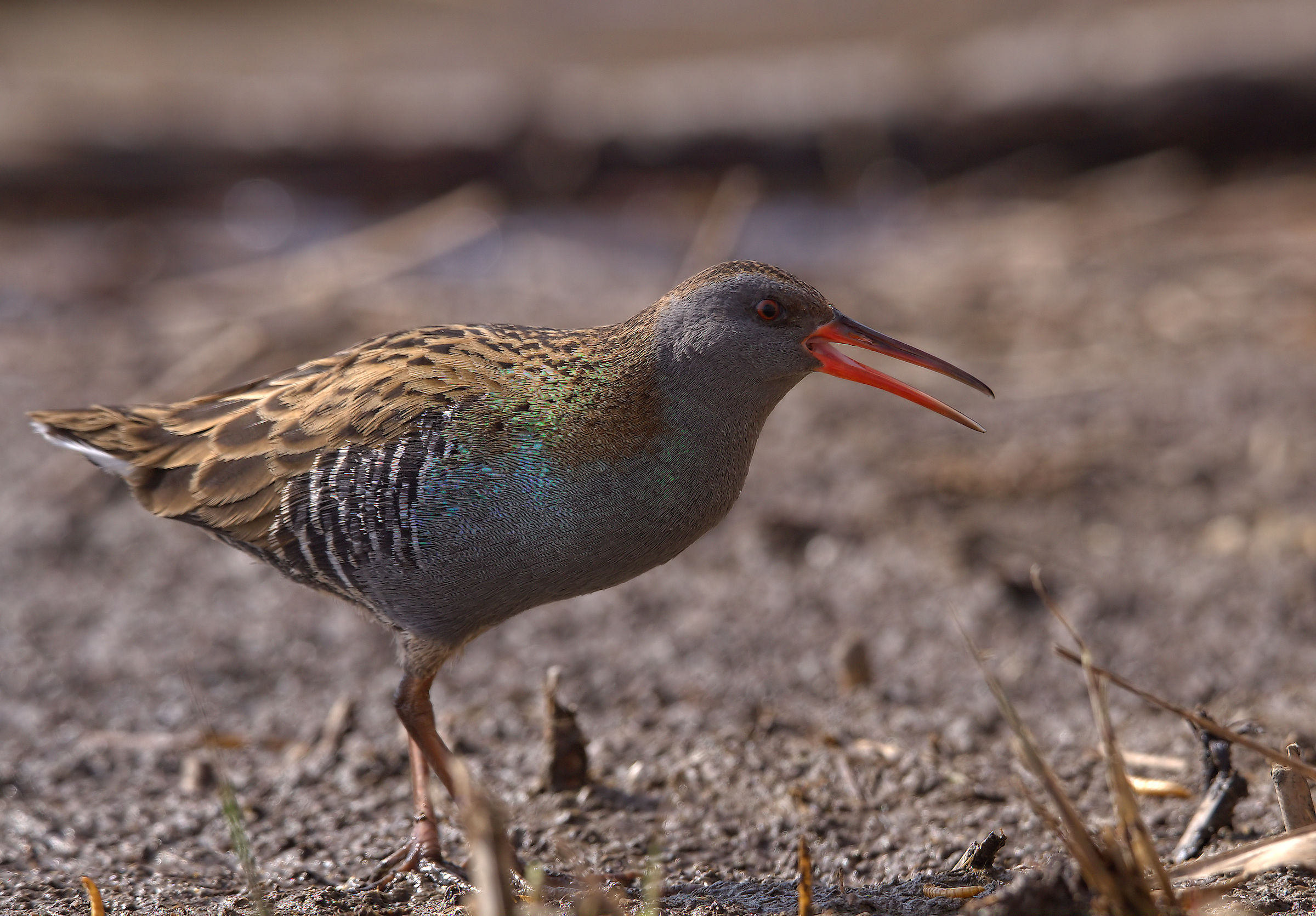 Water Rail