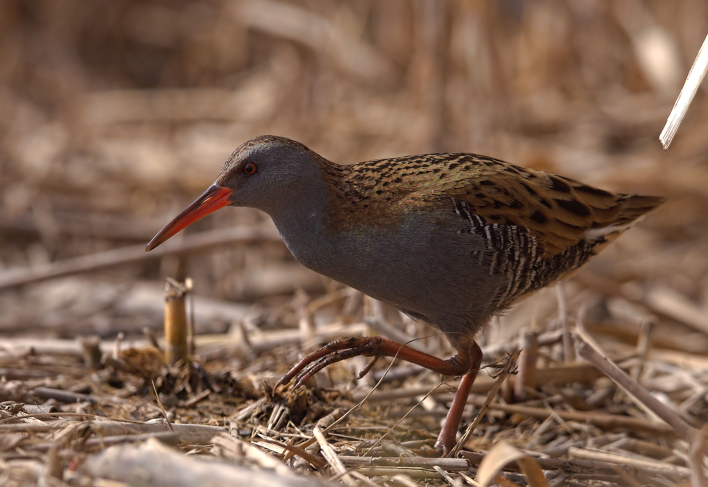 Water Rail