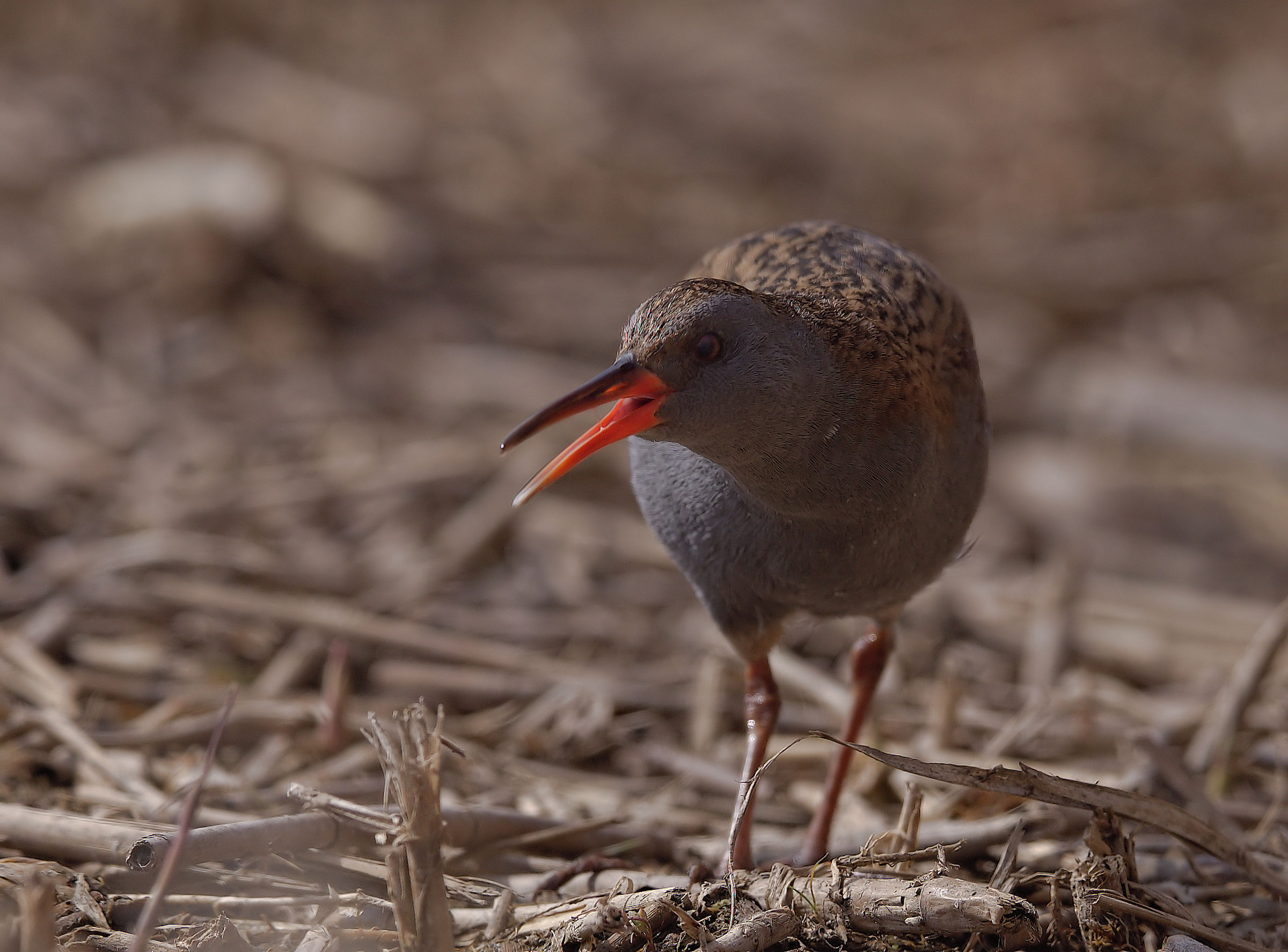 Water Rail