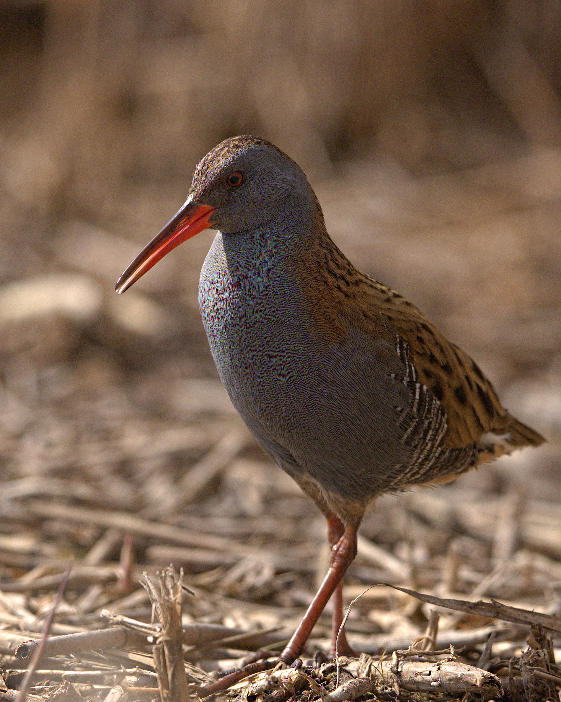 Water Rail