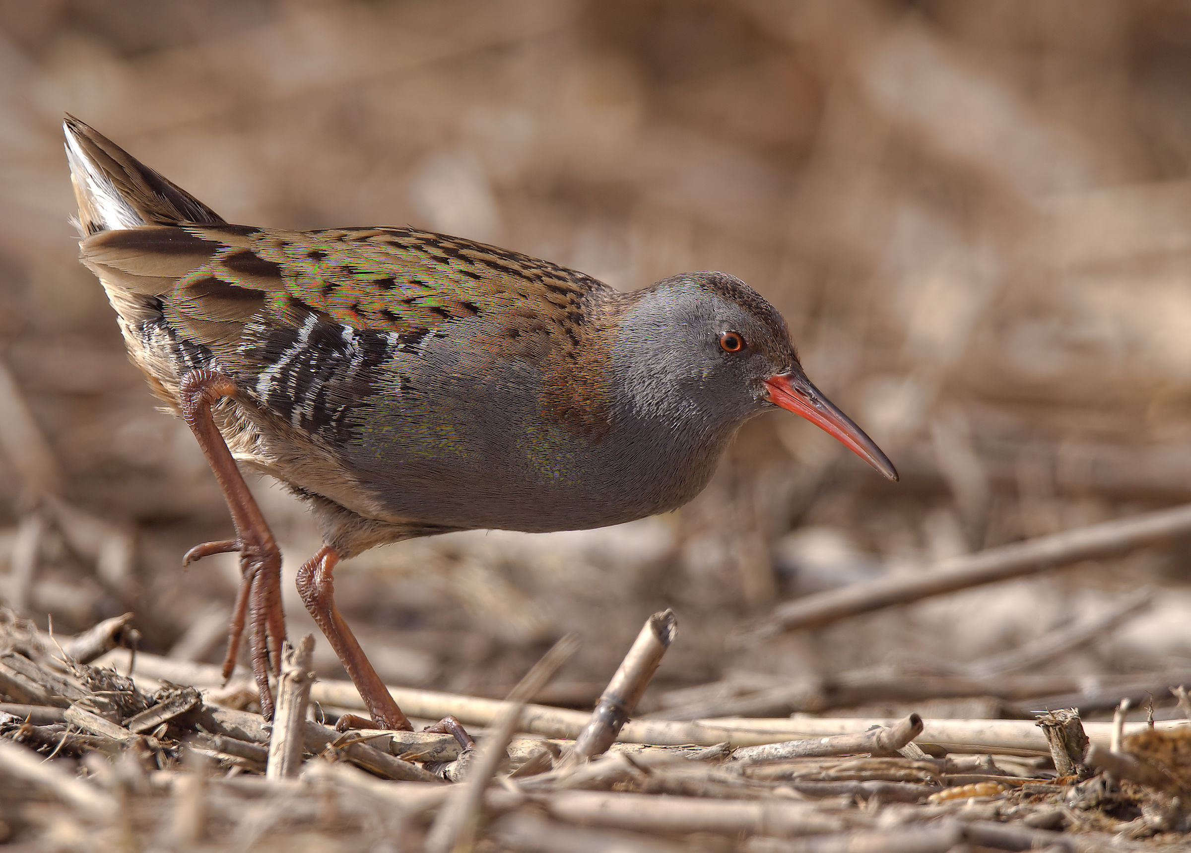 Water Rail