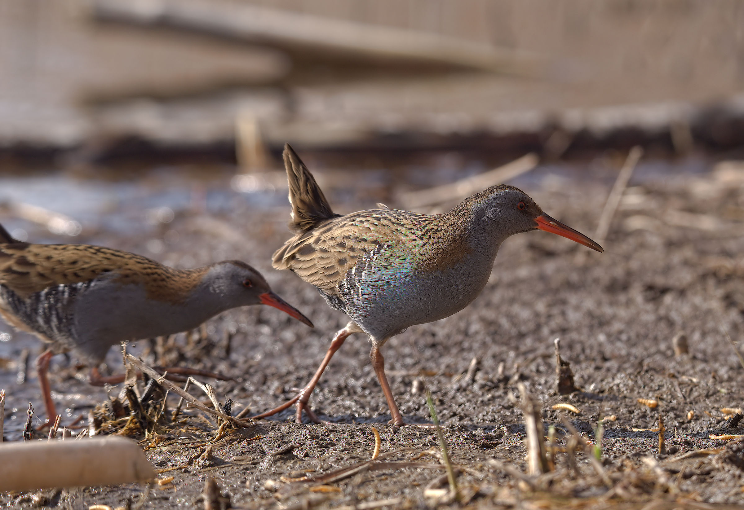 Water Rail