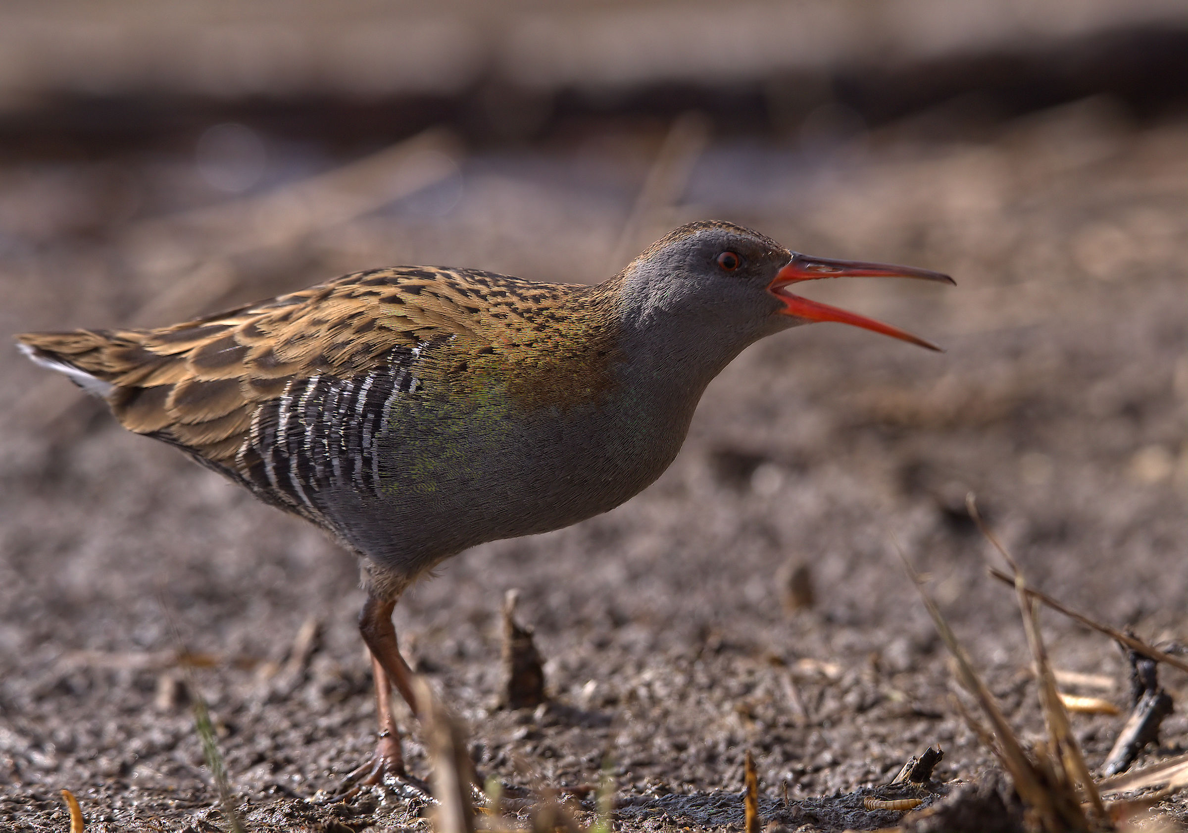 Water Rail