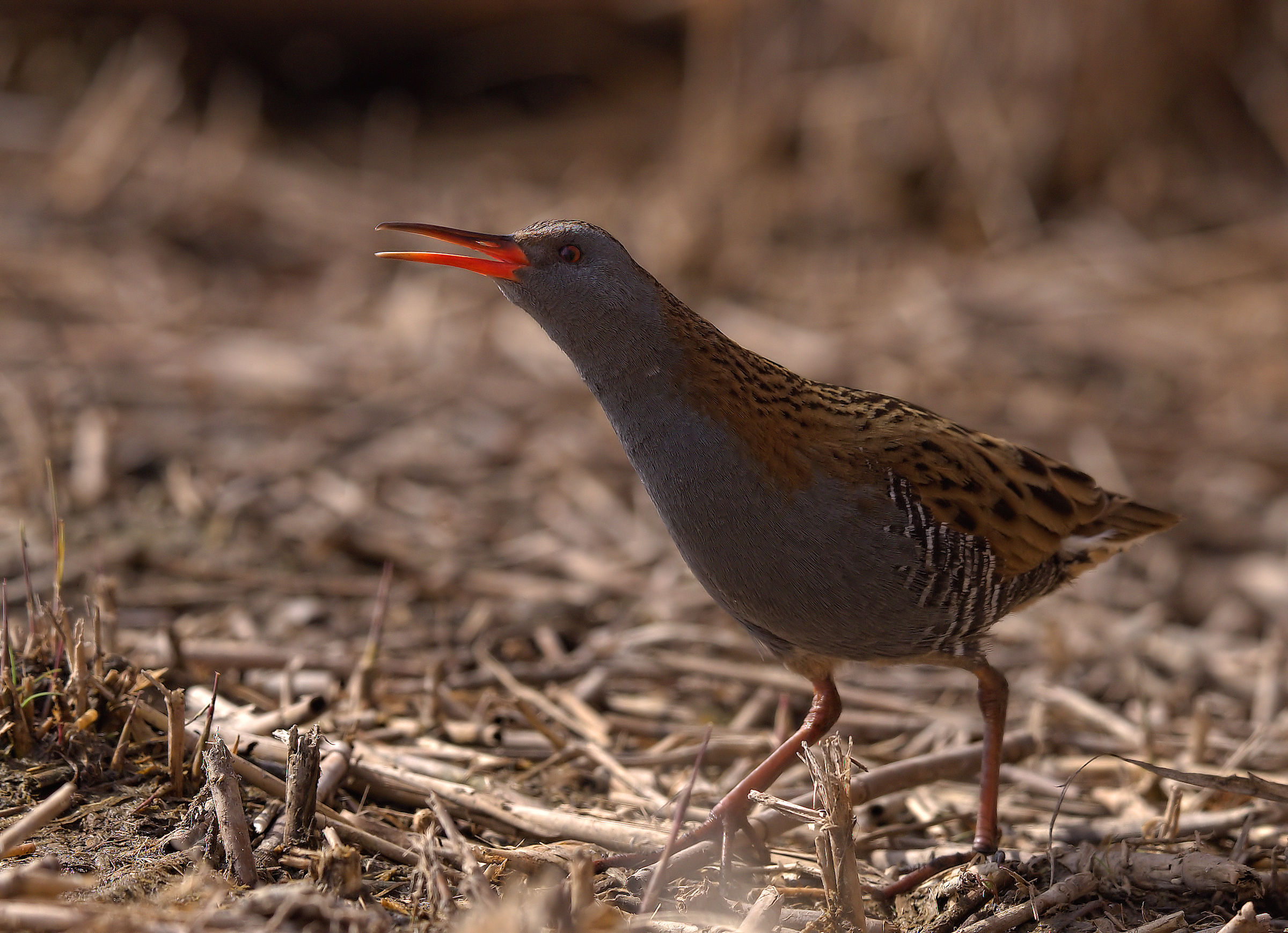 Water Rail