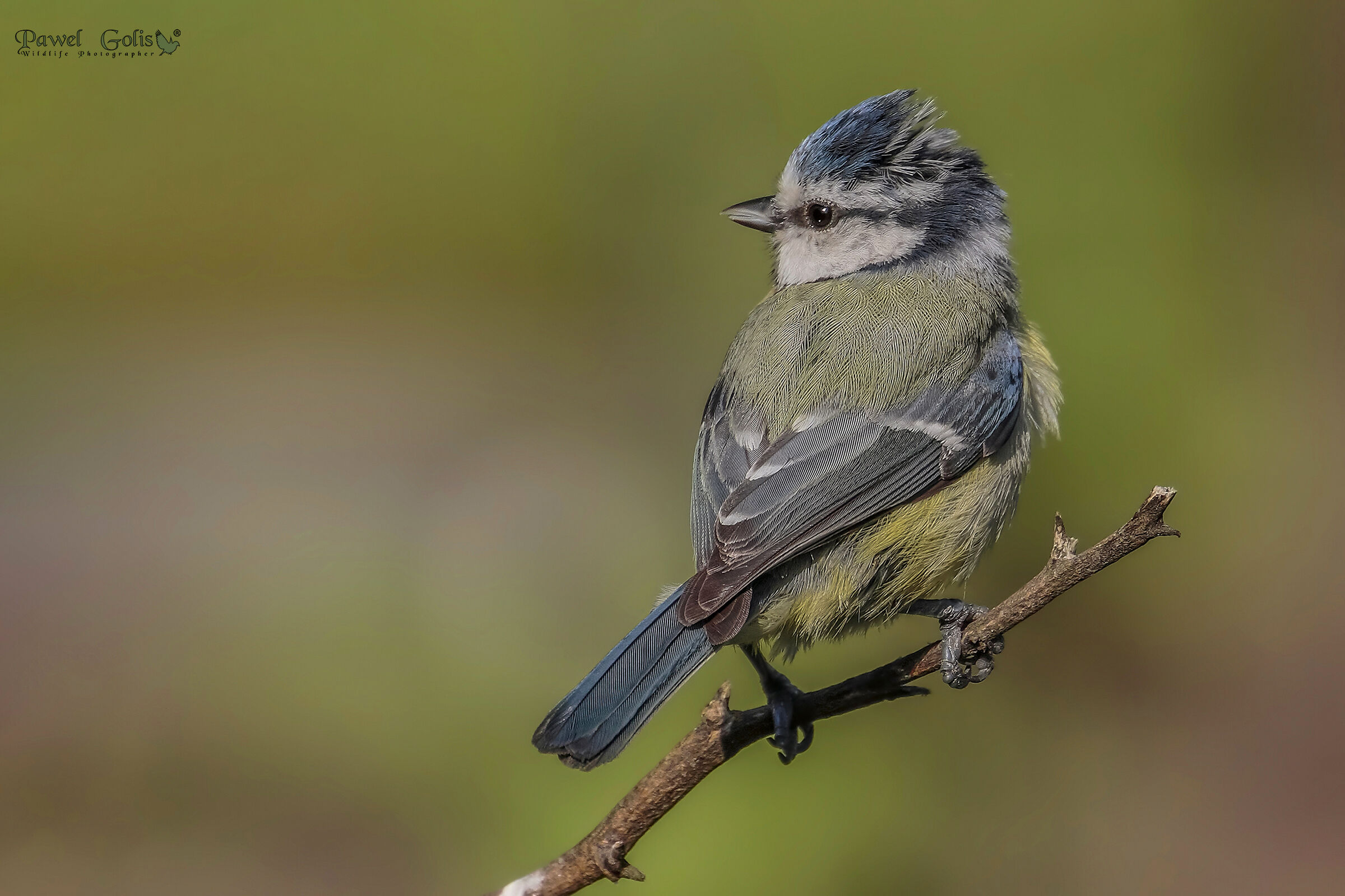 Tetta blu eurasiatica (Cyanistes caeruleus)