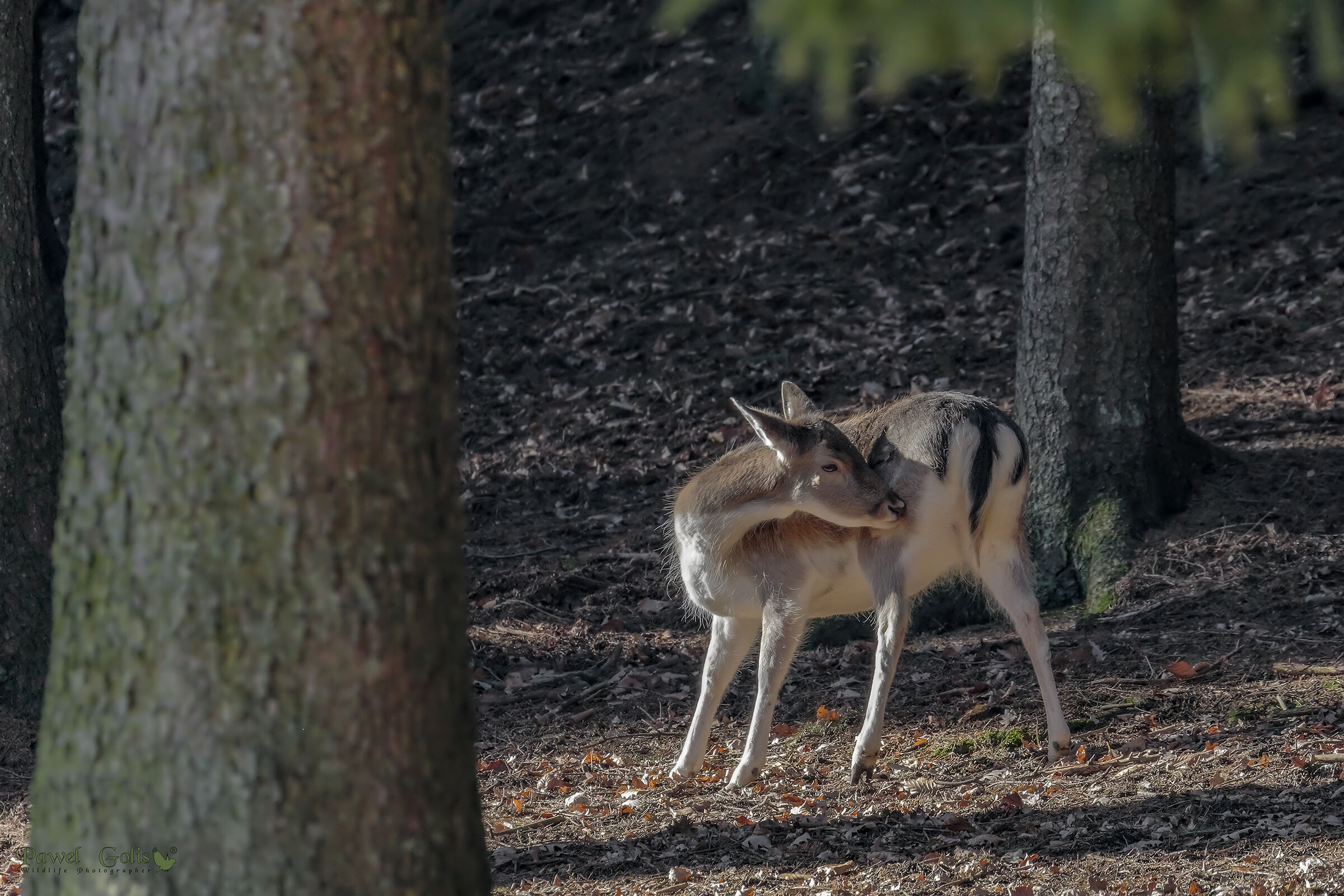 Cervo Fallow (Dama dama)