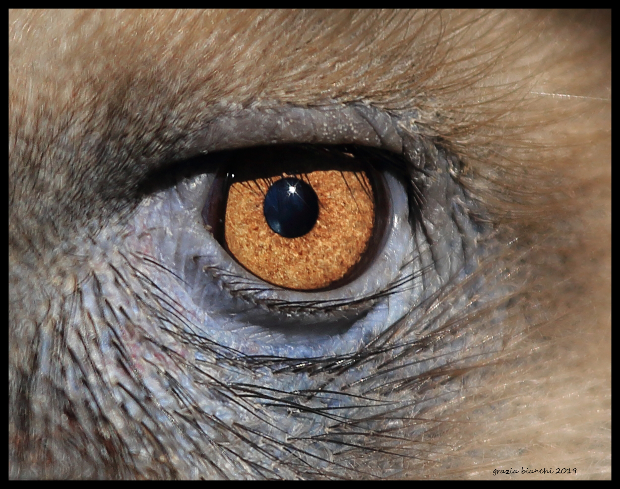 Gryphon Eye