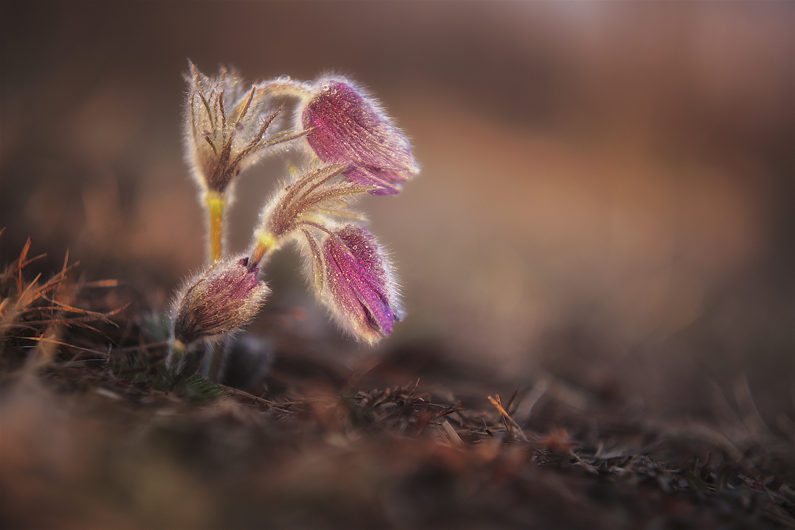Sunrise on my Pulsatilla