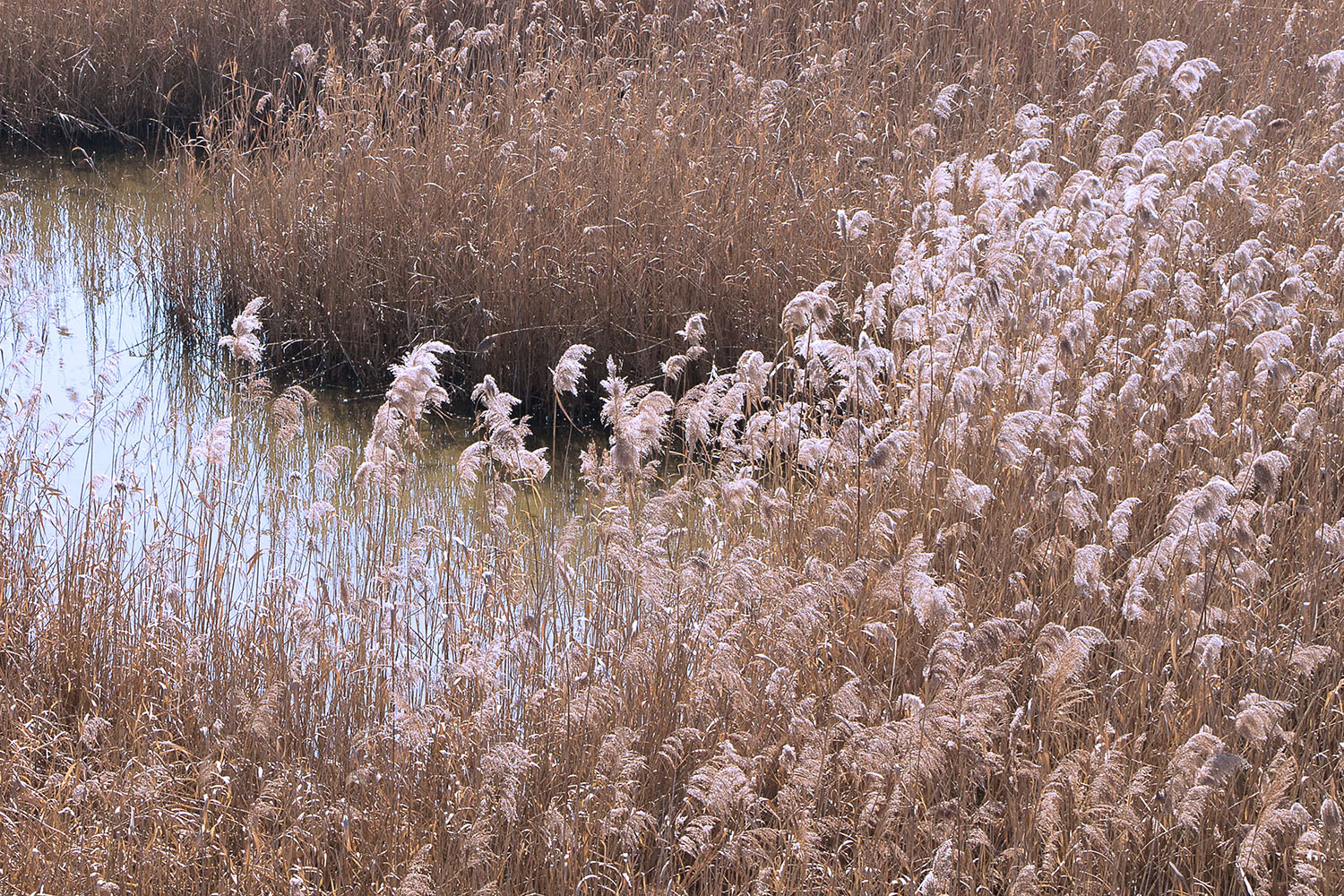 In the swamp the elegance hidden between the feathers