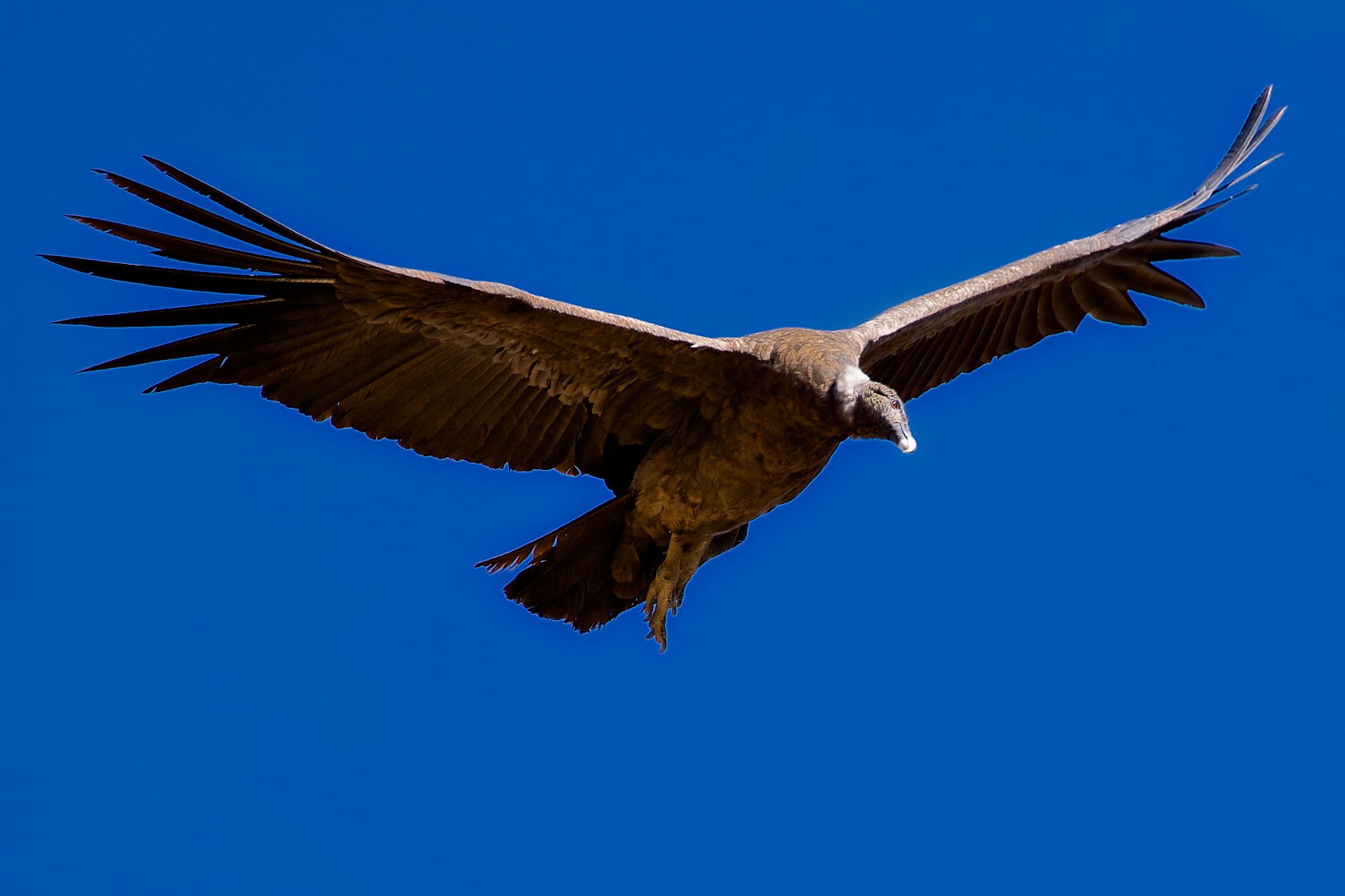 Condor andino (immaturo)