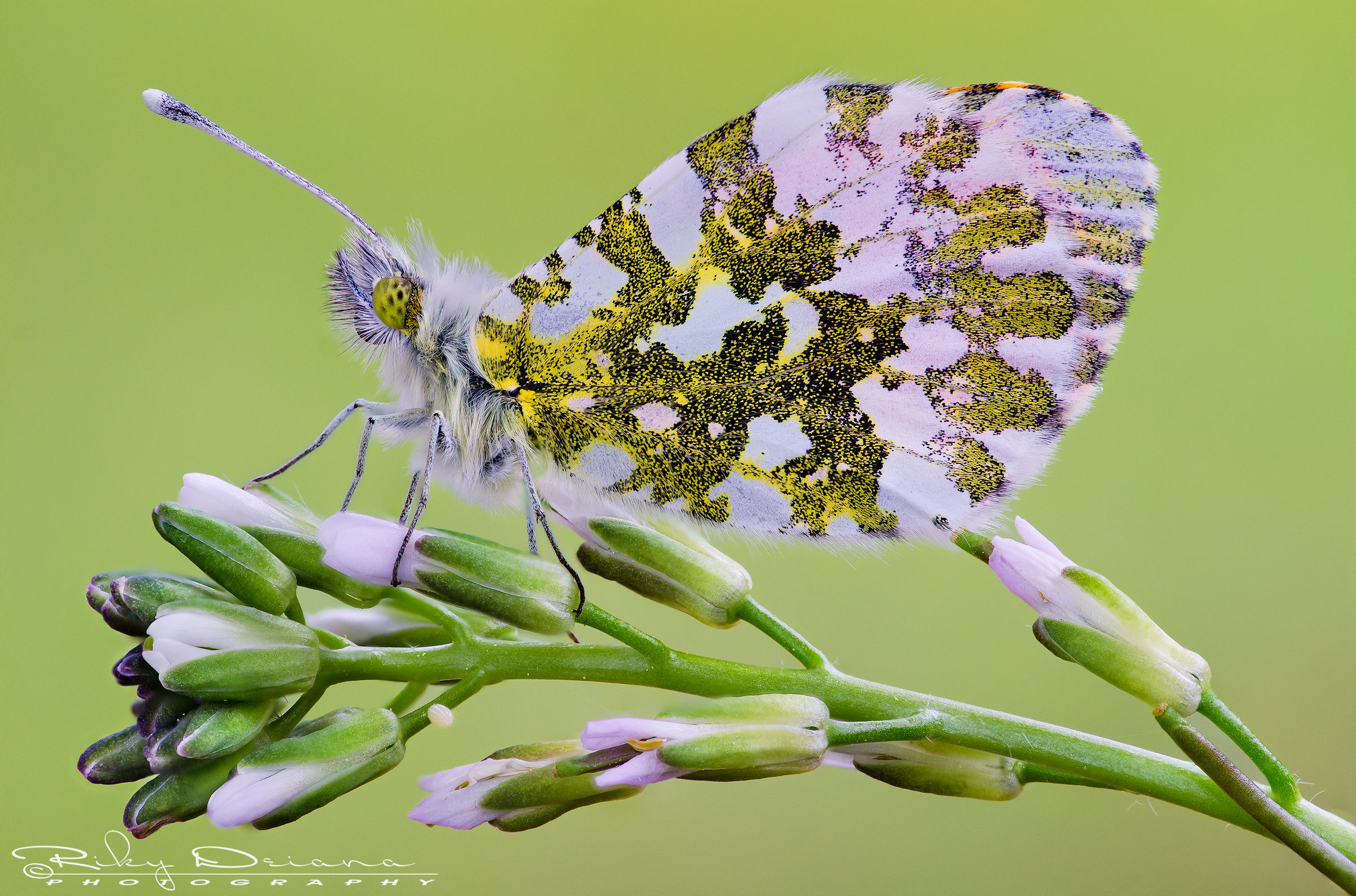 Anthocharis cardamines